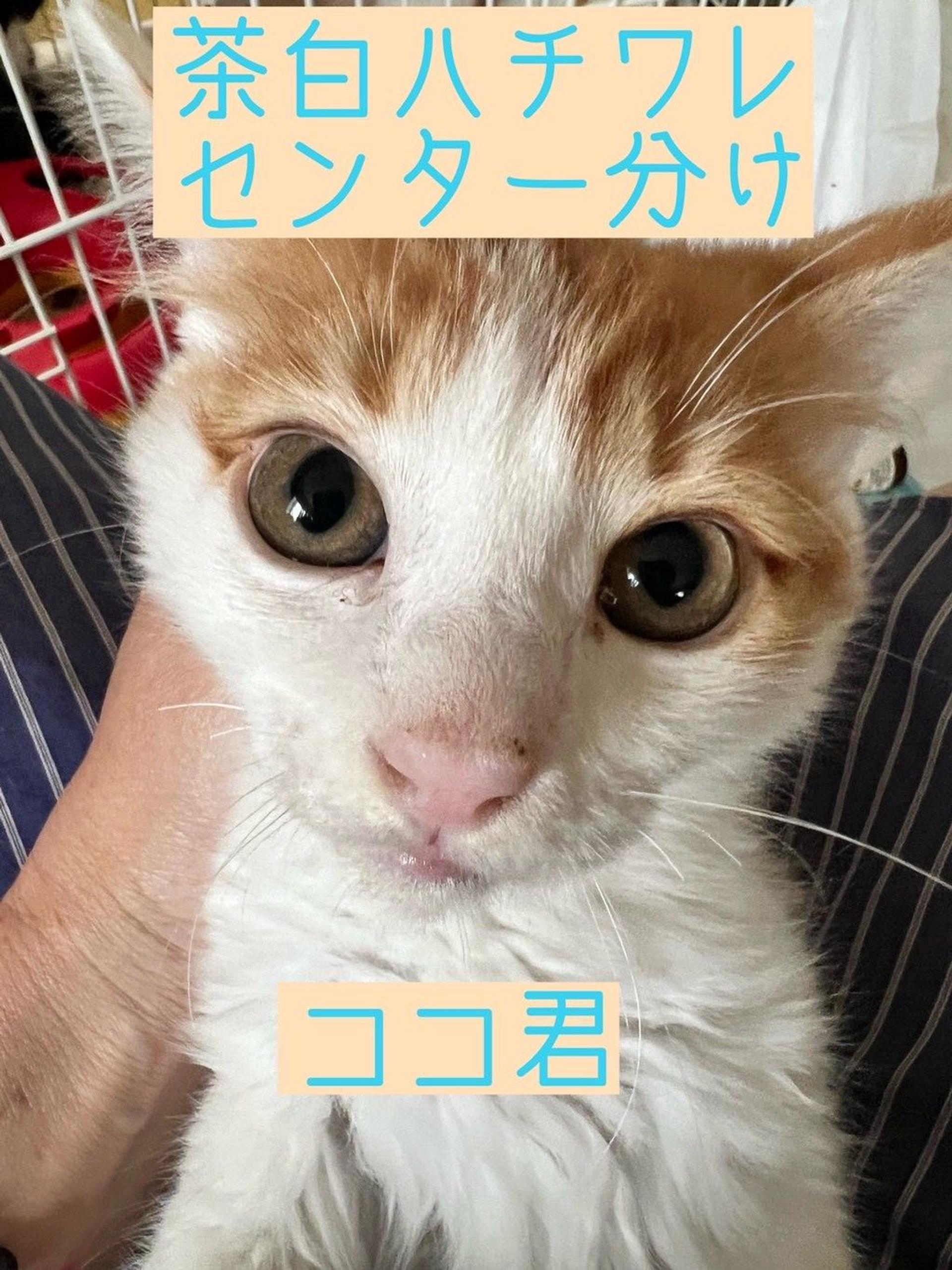 pet-image-9