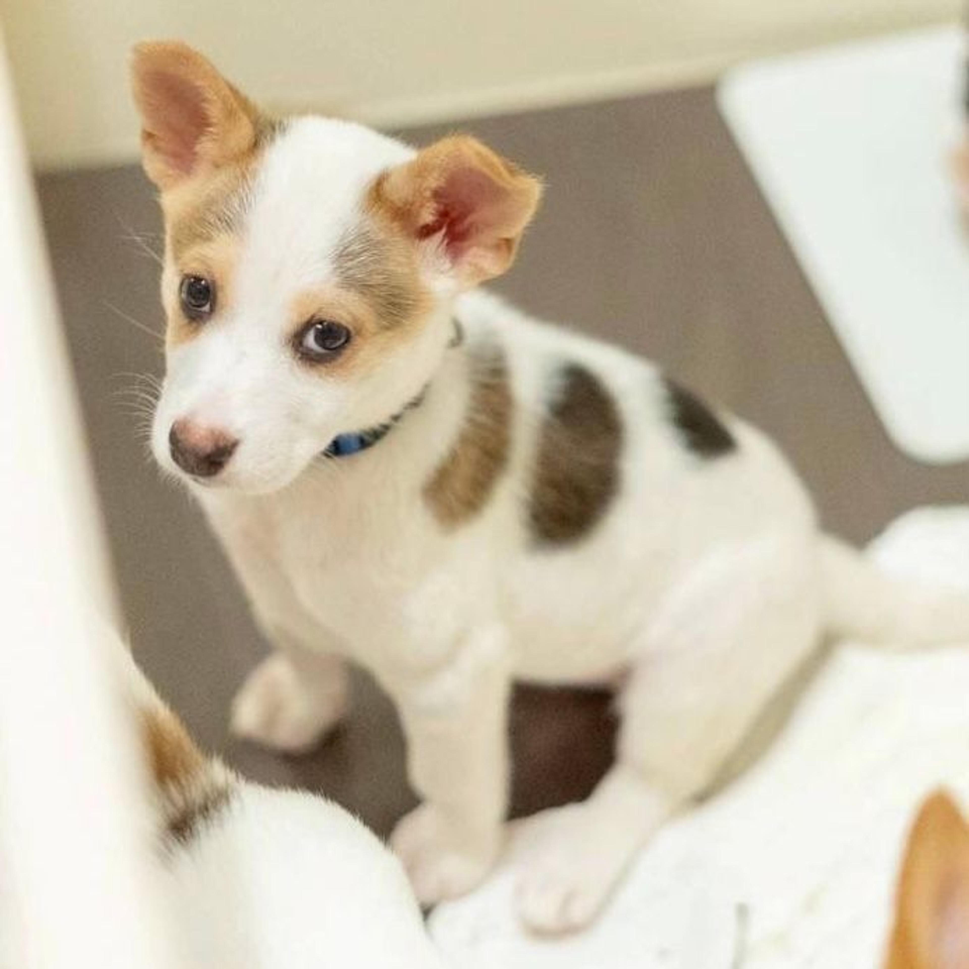 pet-image-2