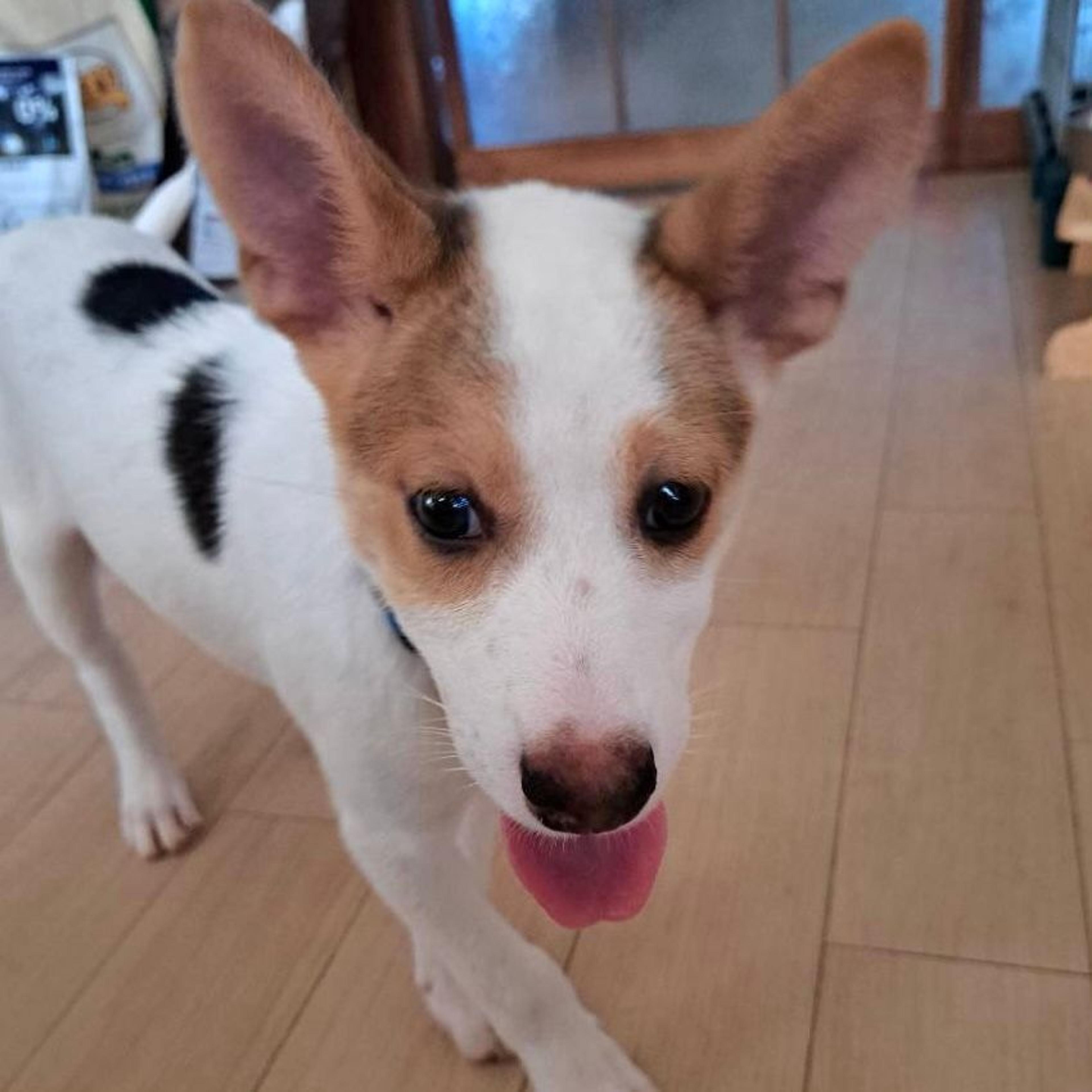 pet-image-5