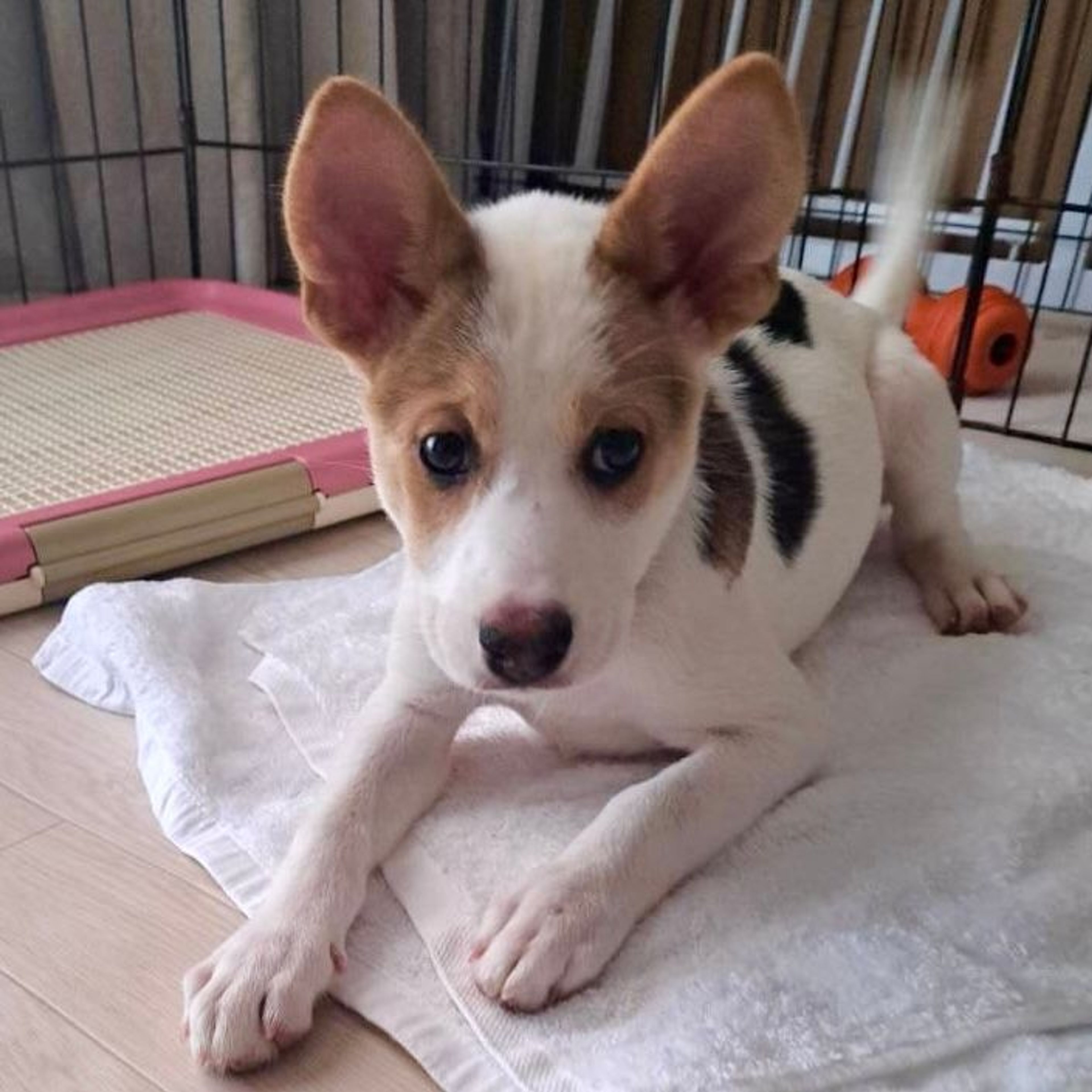 雑種（ミックス犬）・メスの里親募集の写真