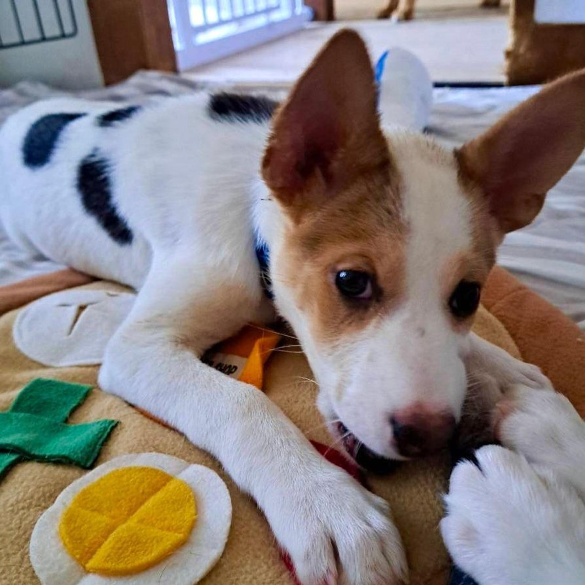 pet-image-2