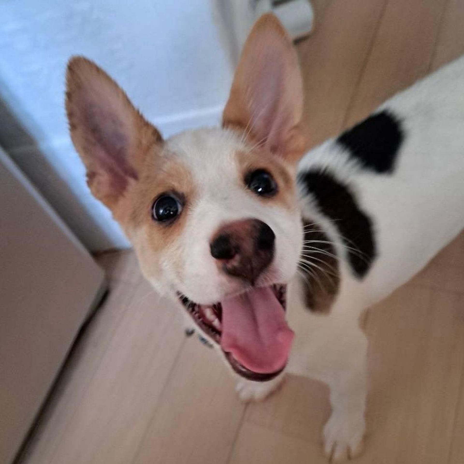 pet-image-3