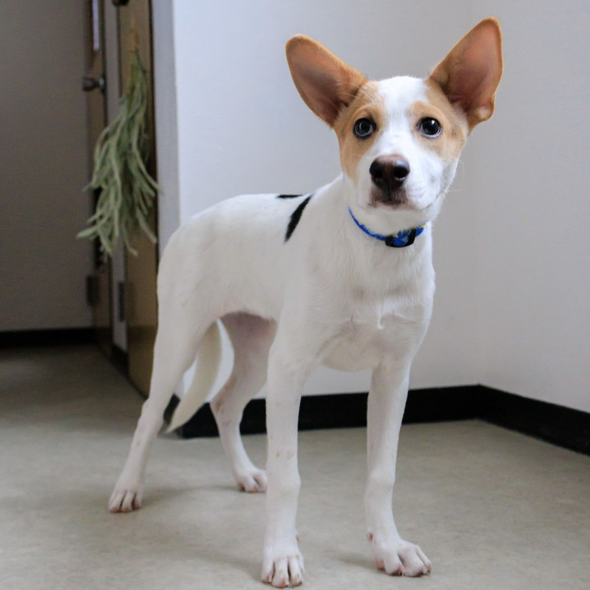 雑種（ミックス犬）・メスの里親募集の写真