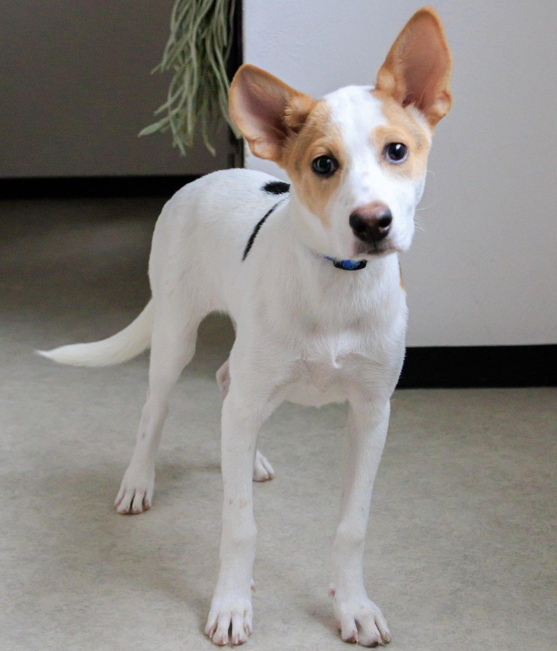 pet-image-2
