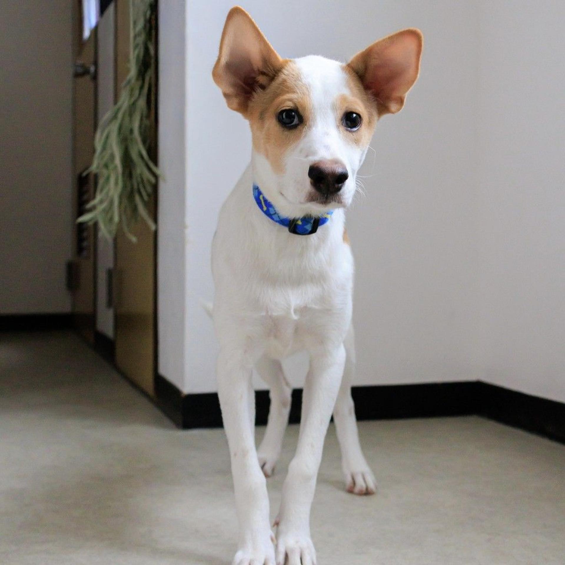 pet-image-3