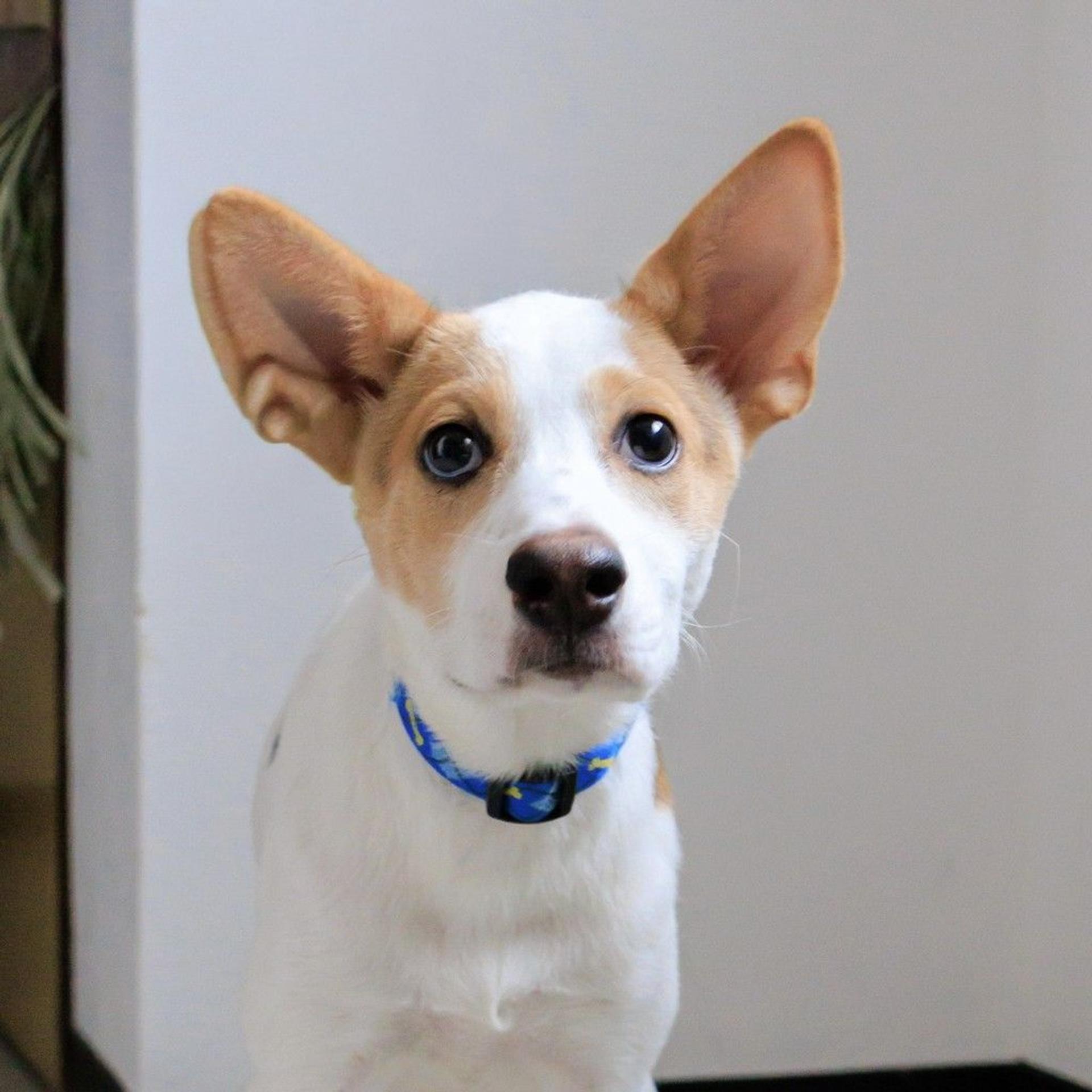 pet-image-4