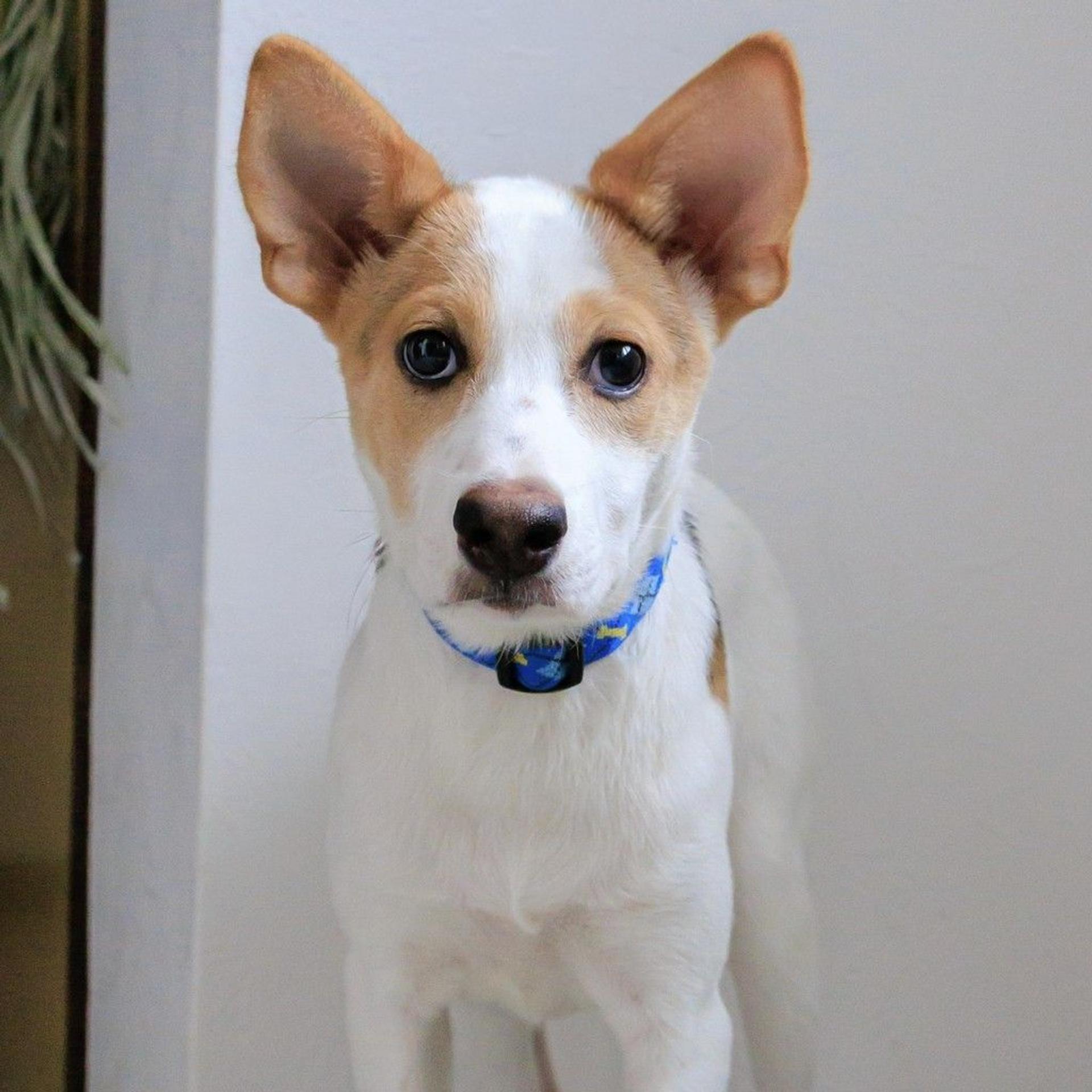 pet-image-5