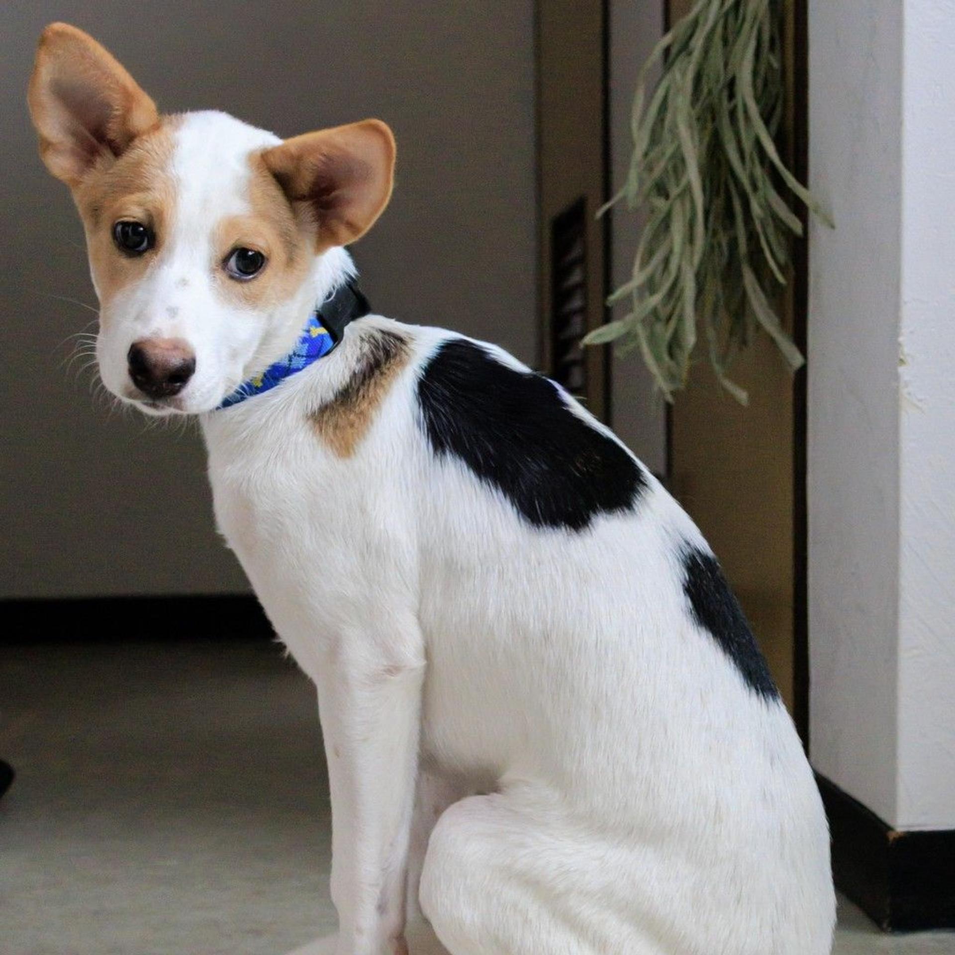 pet-image-7