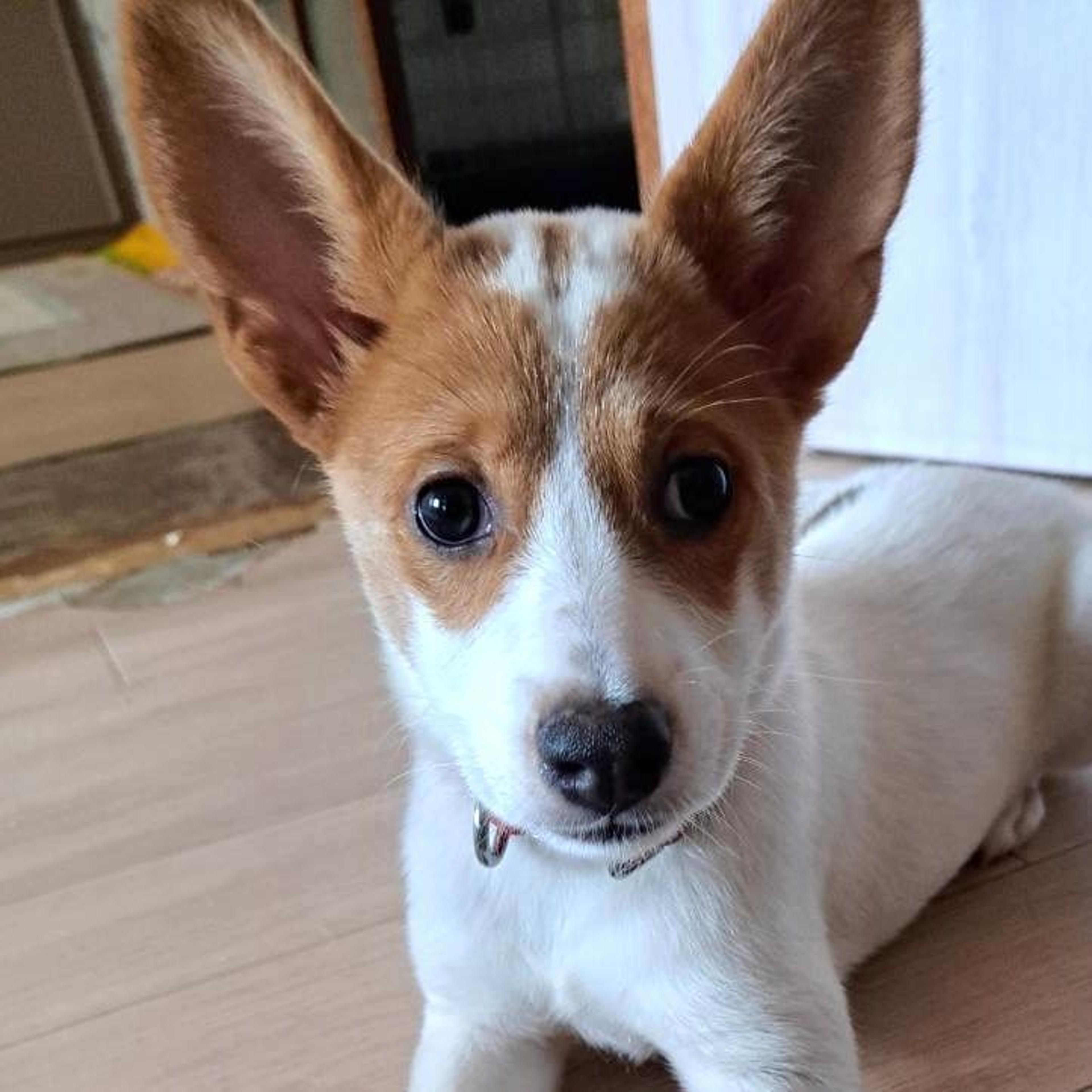 pet-image-6