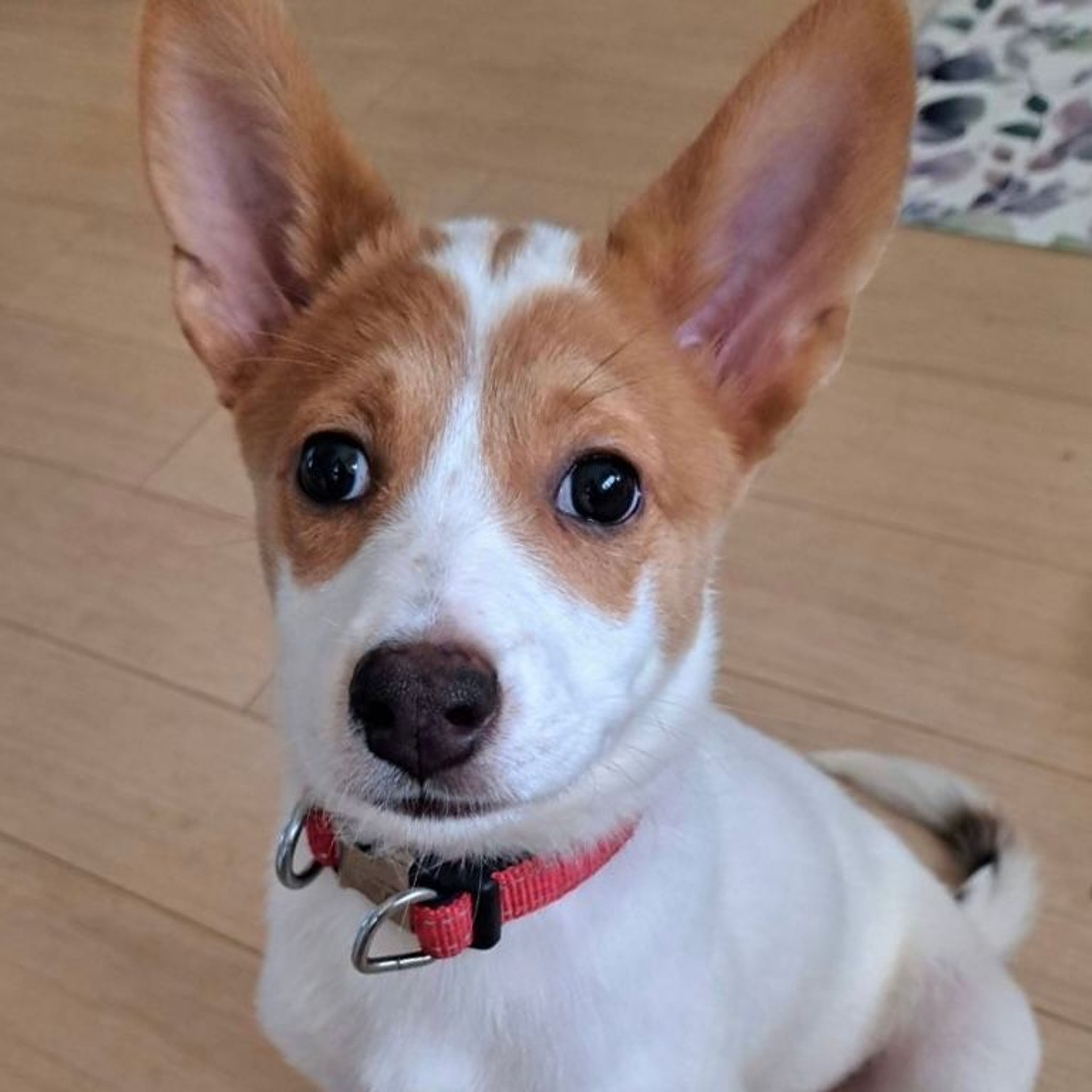 雑種（ミックス犬）・メスの里親募集の写真