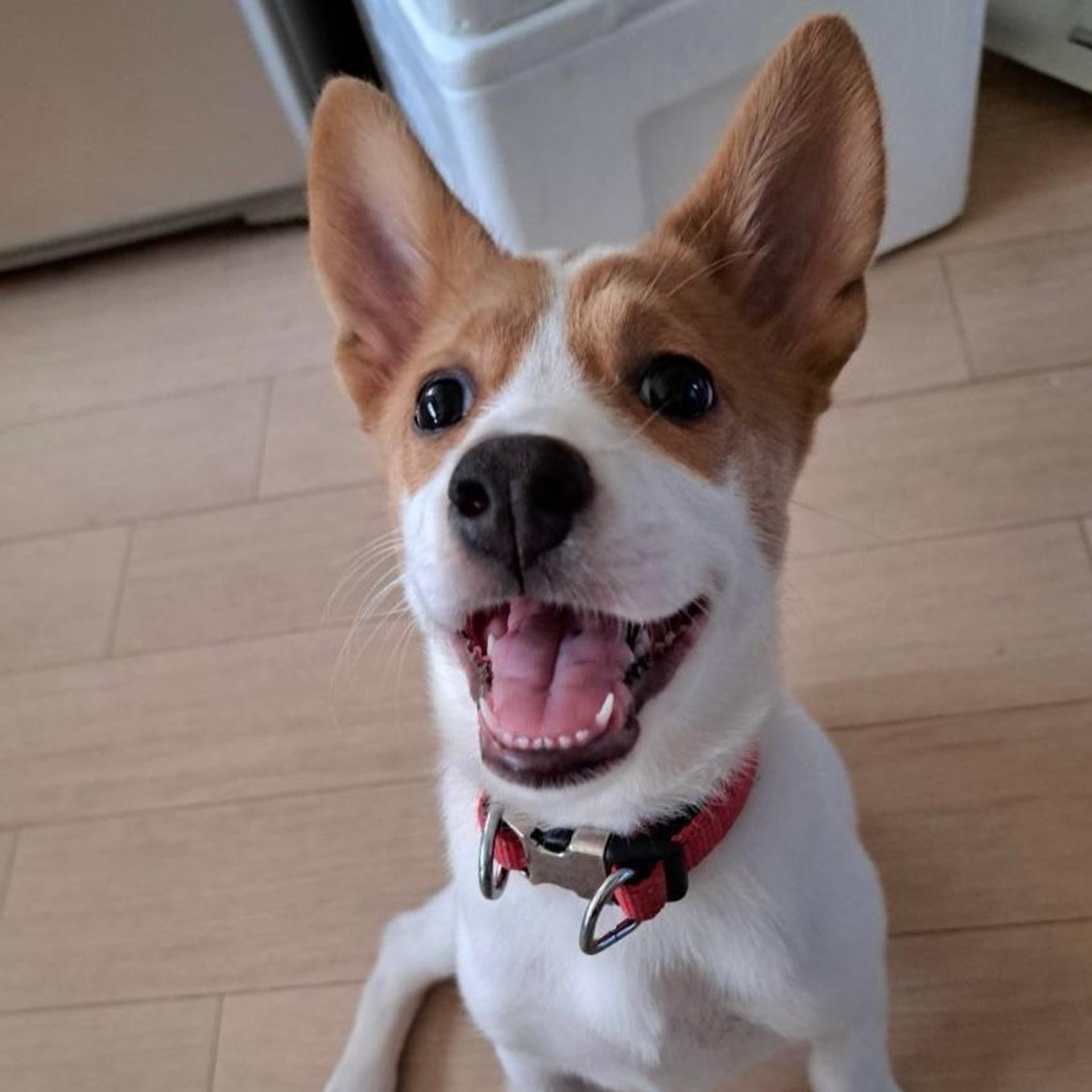 pet-image-2