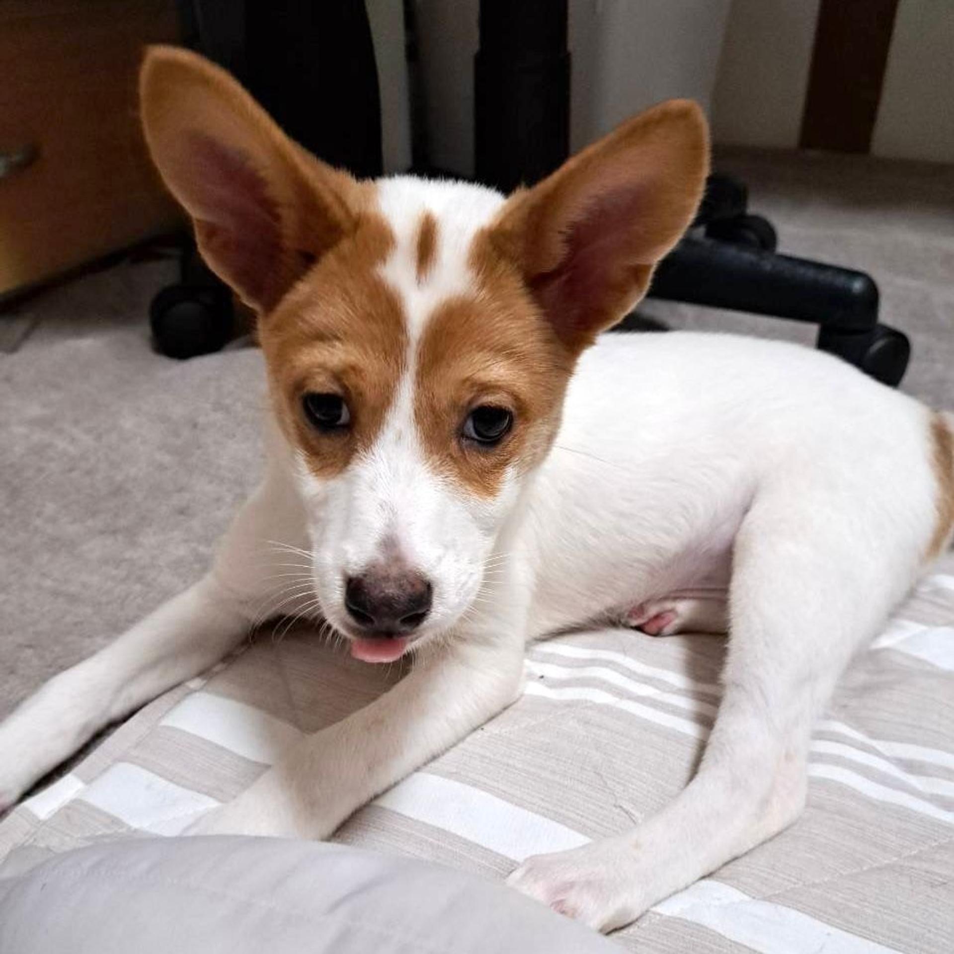 pet-image-3