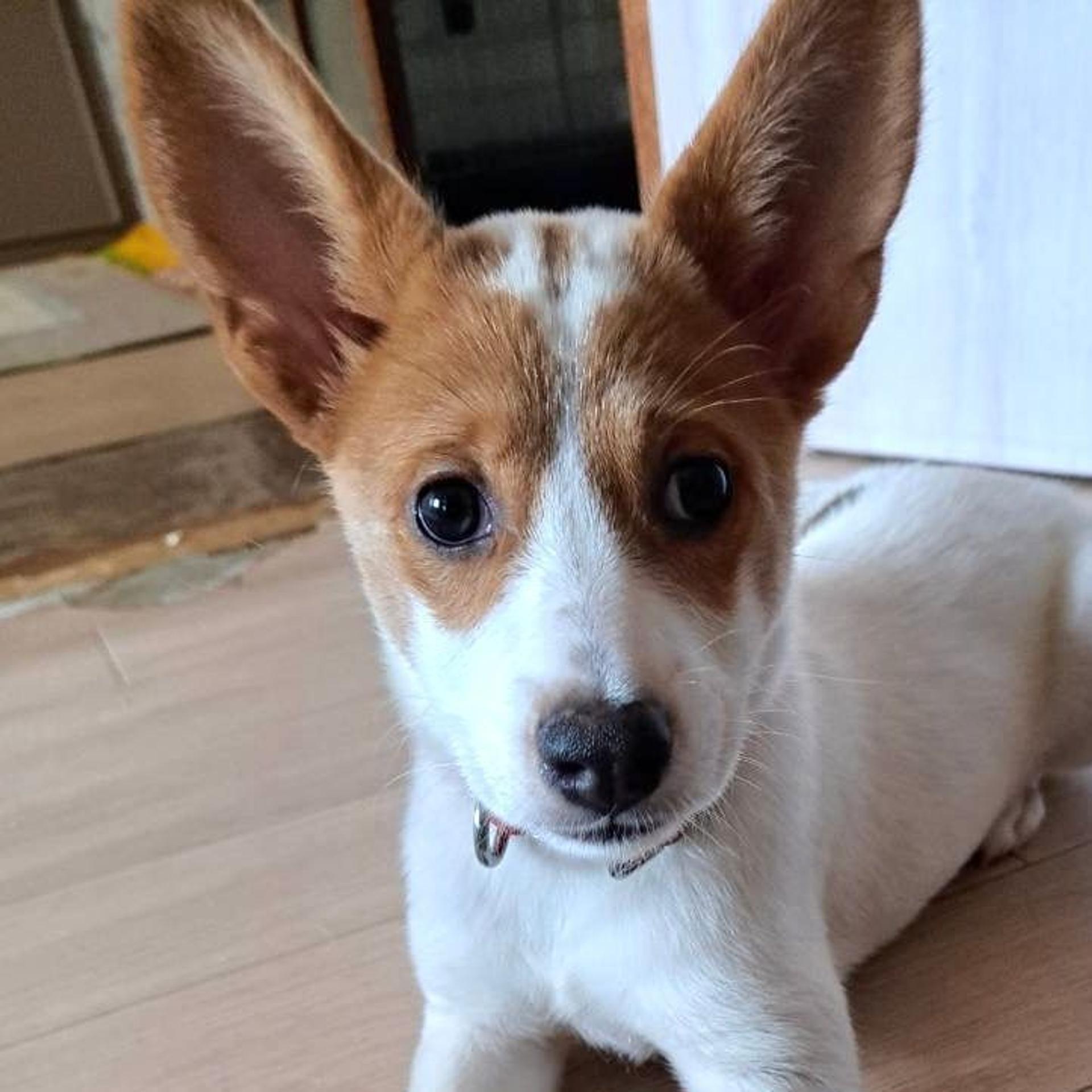 pet-image-6