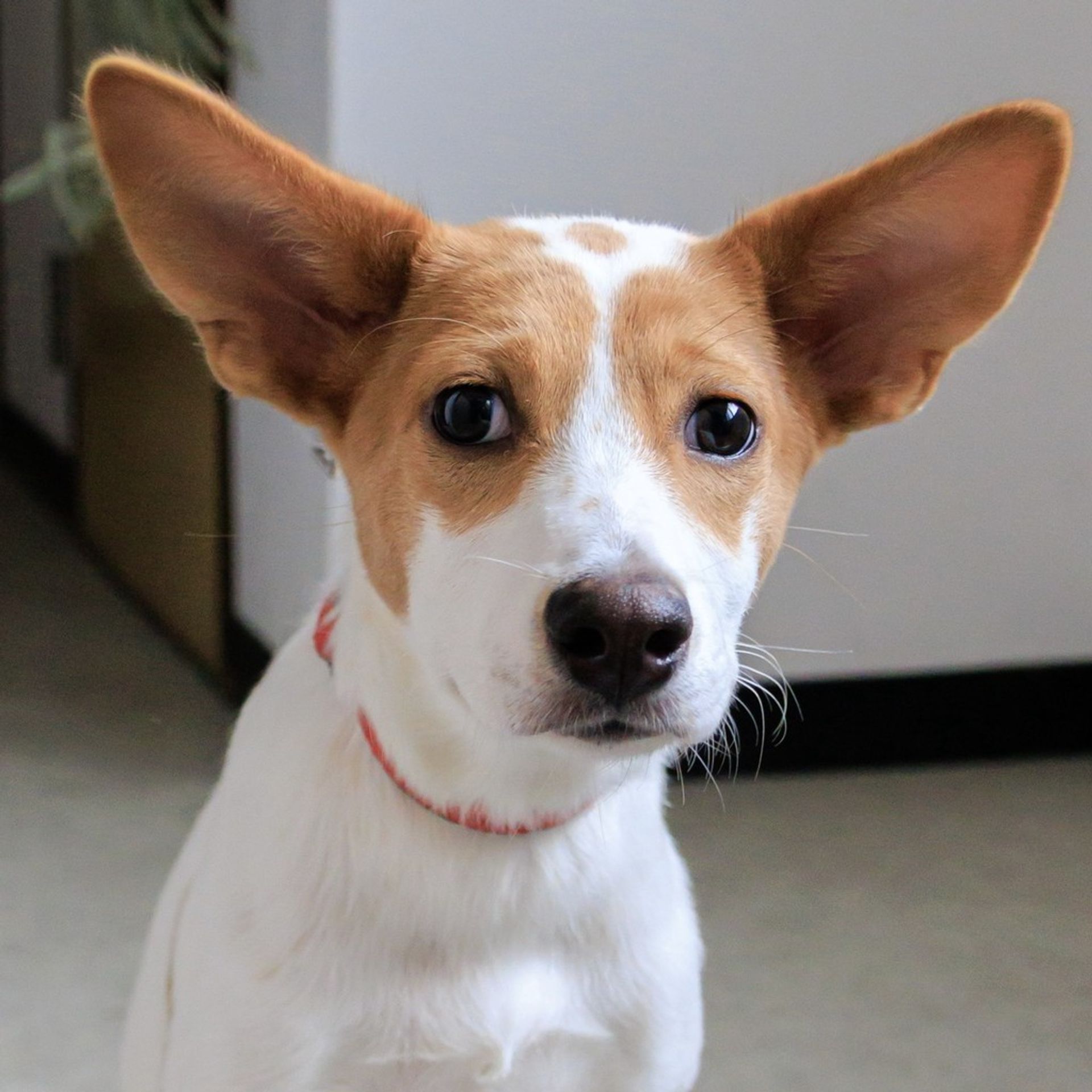 雑種（ミックス犬）・メスの里親募集の写真