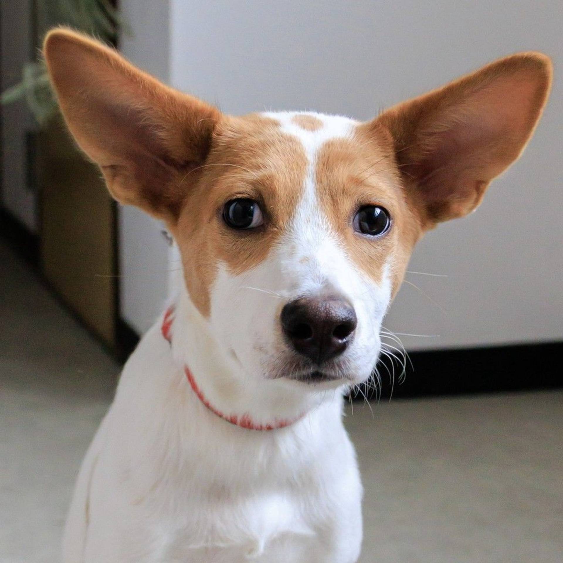 雑種（ミックス犬）・メスの里親募集の写真