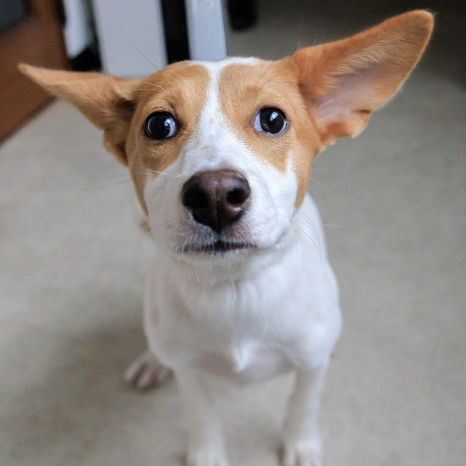 pet-image-4