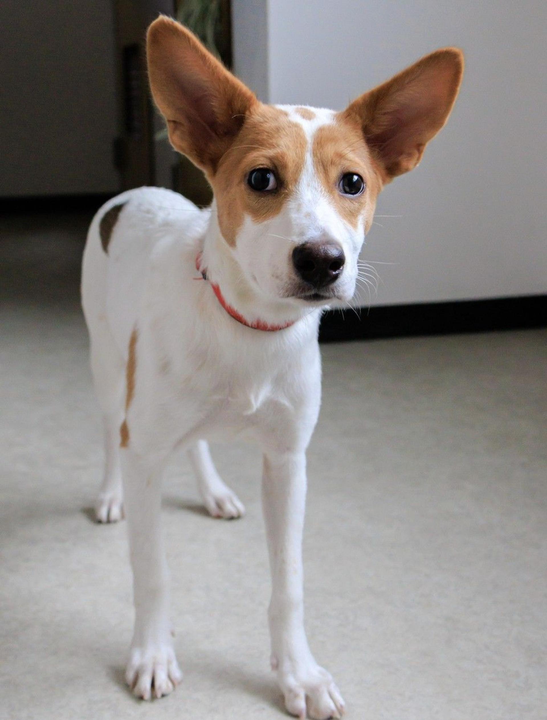 pet-image-5