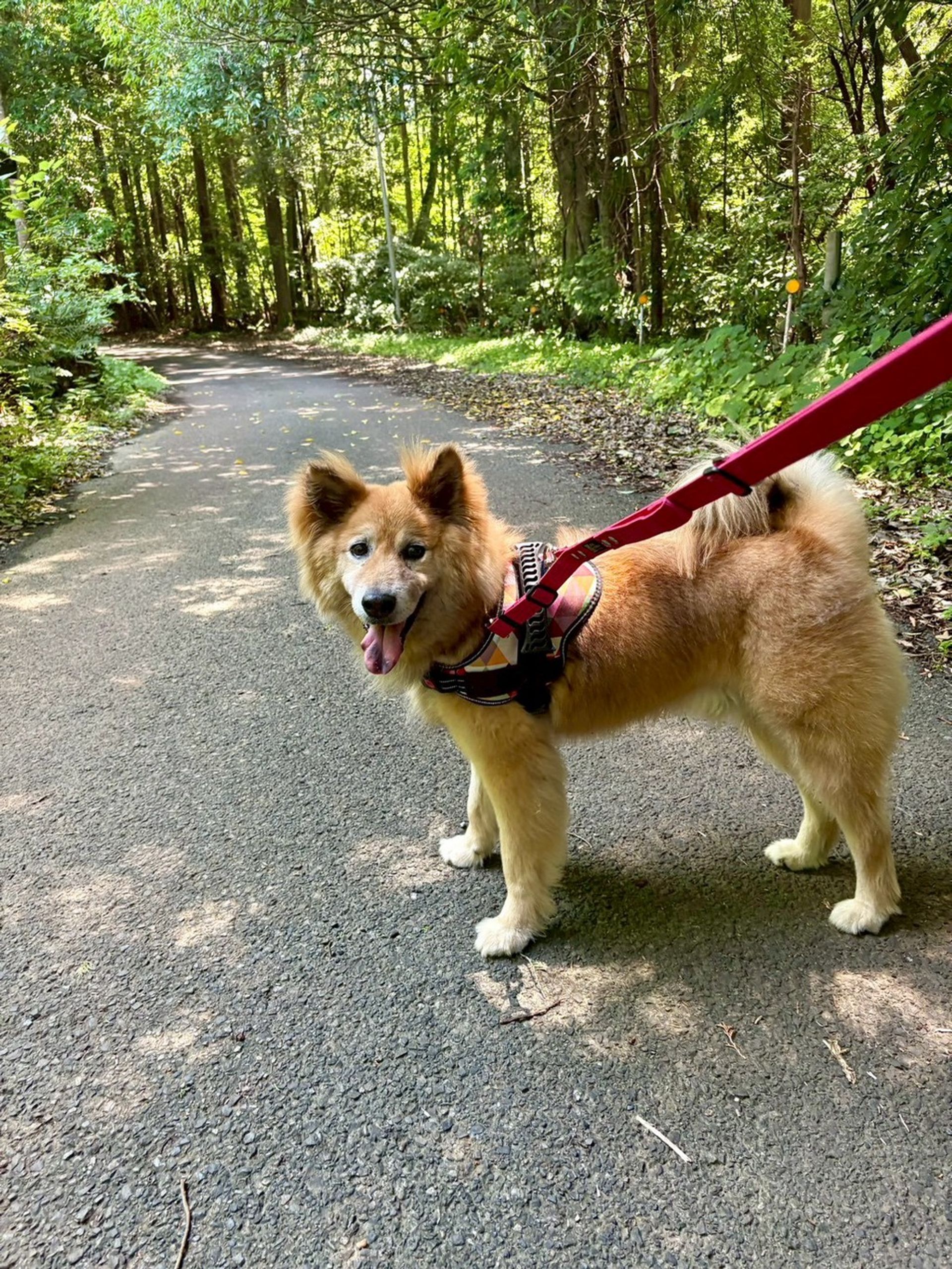 雑種（ミックス犬）・オスの里親募集の写真