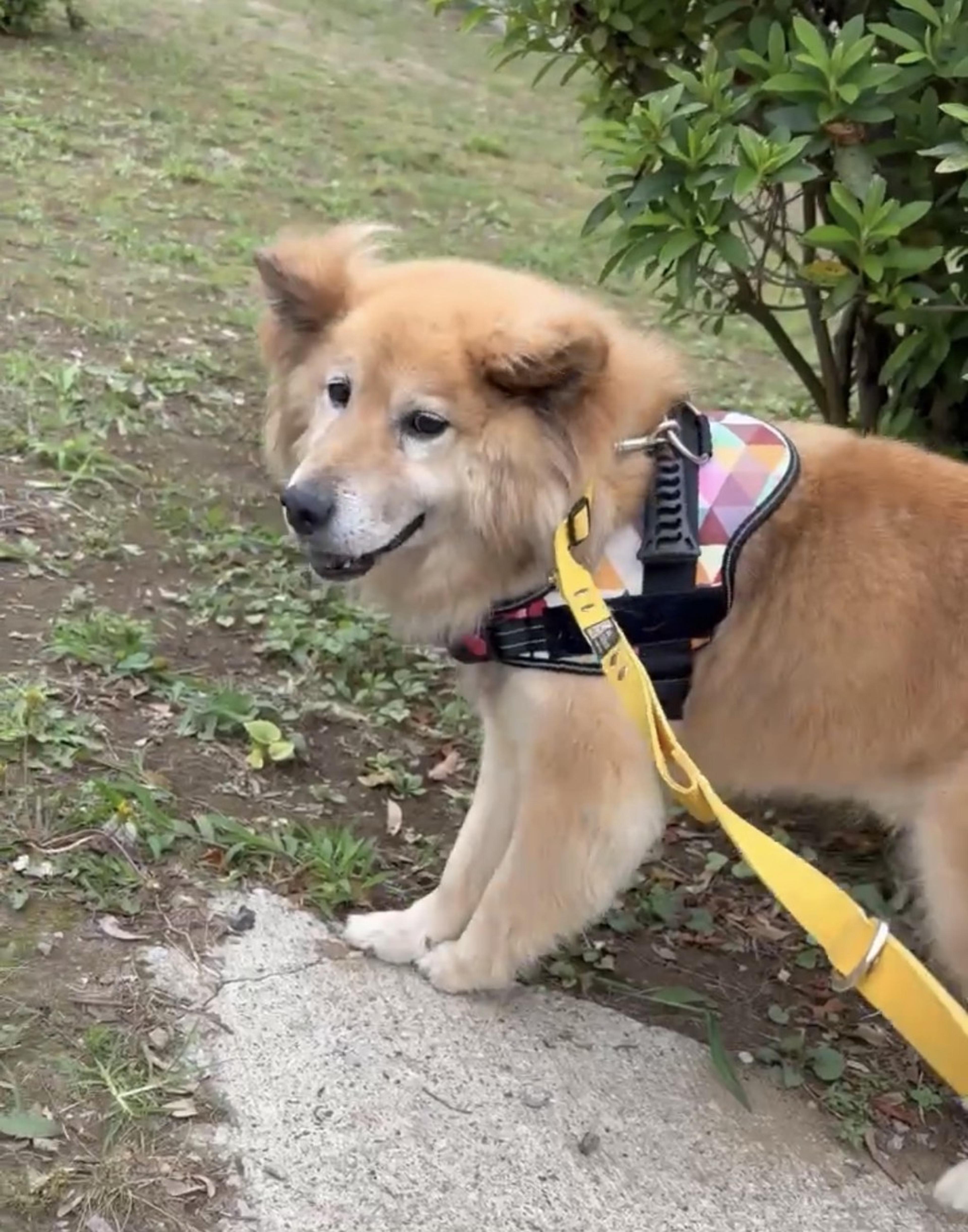 pet-image-2
