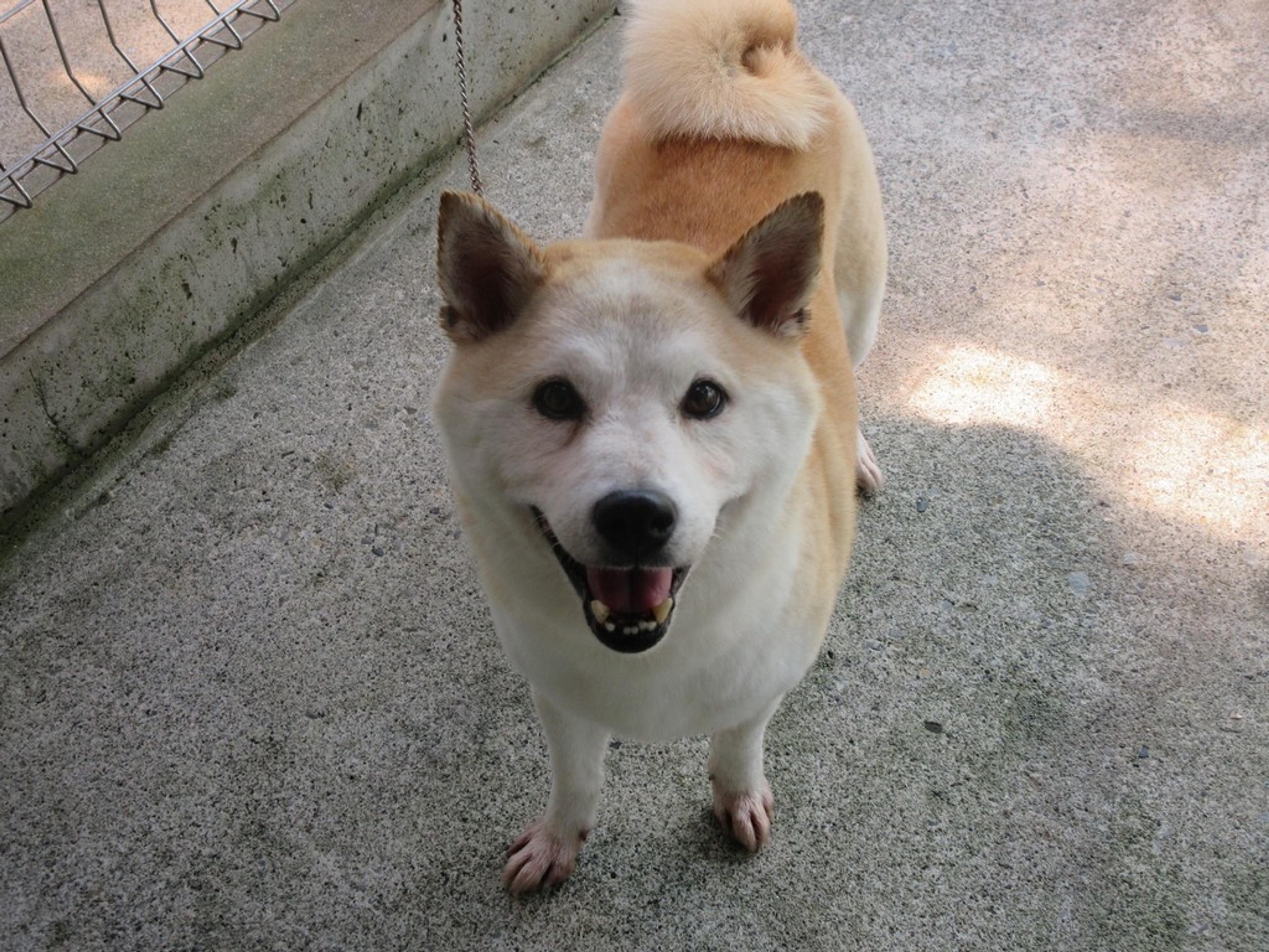 pet-image-2
