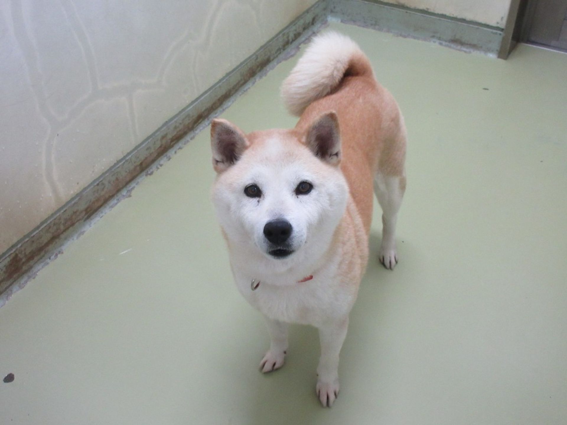 雑種（ミックス犬）・メスの里親募集の写真
