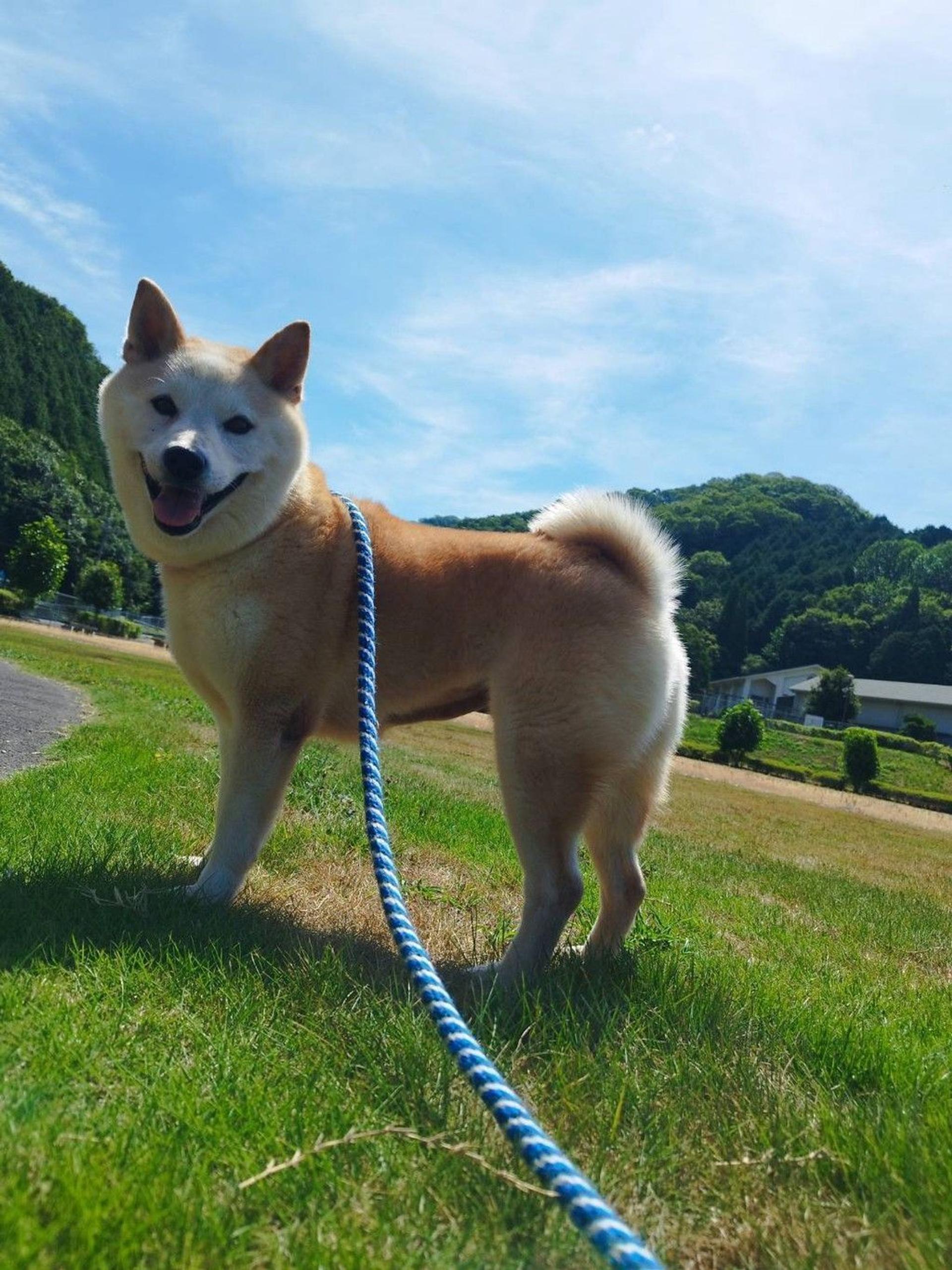 pet-image-5