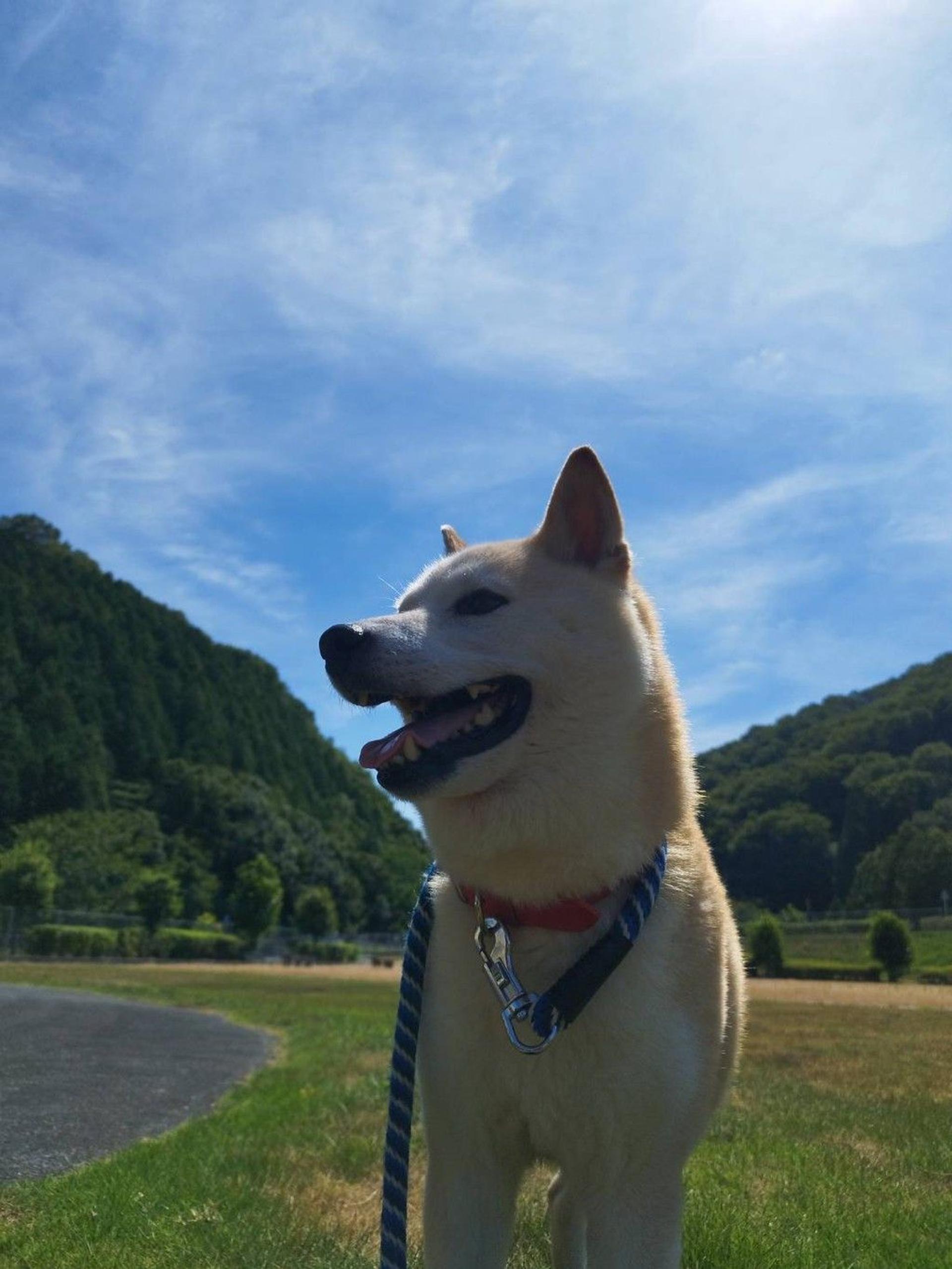 pet-image-6
