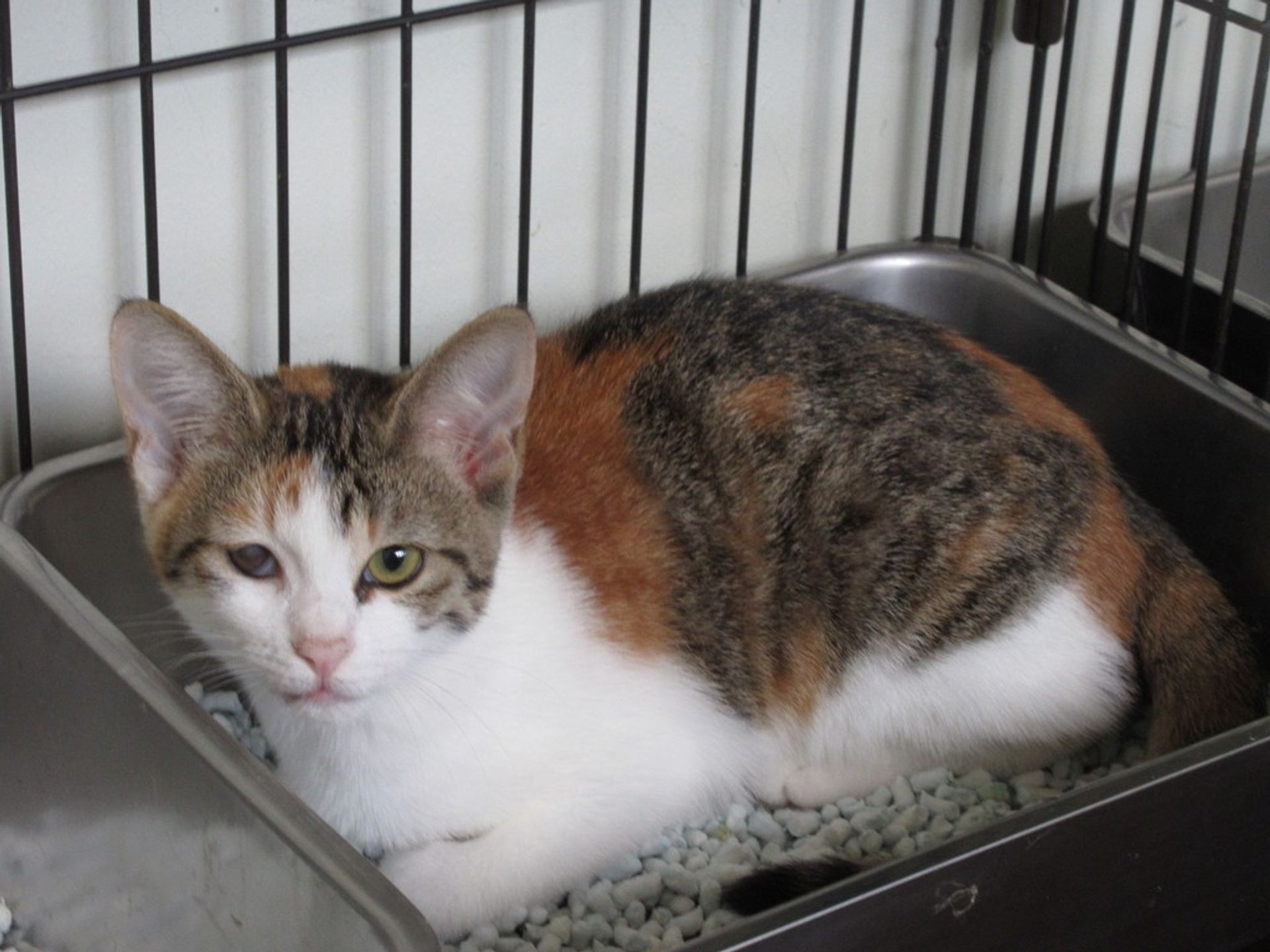 雑種（ミックス猫）・メスの里親募集の写真