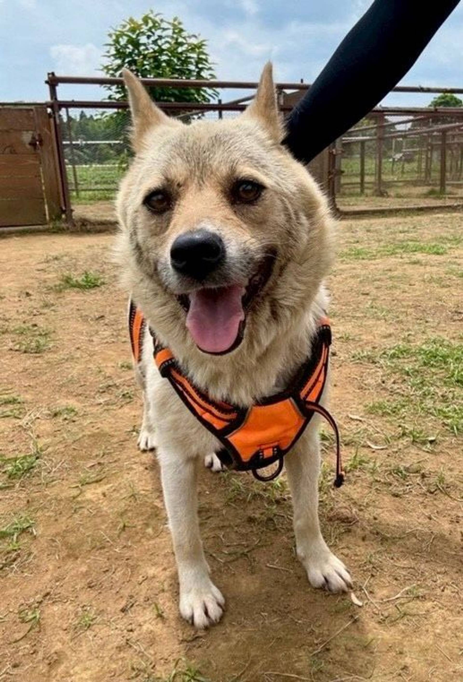 雑種（ミックス犬）・メスの里親募集の写真