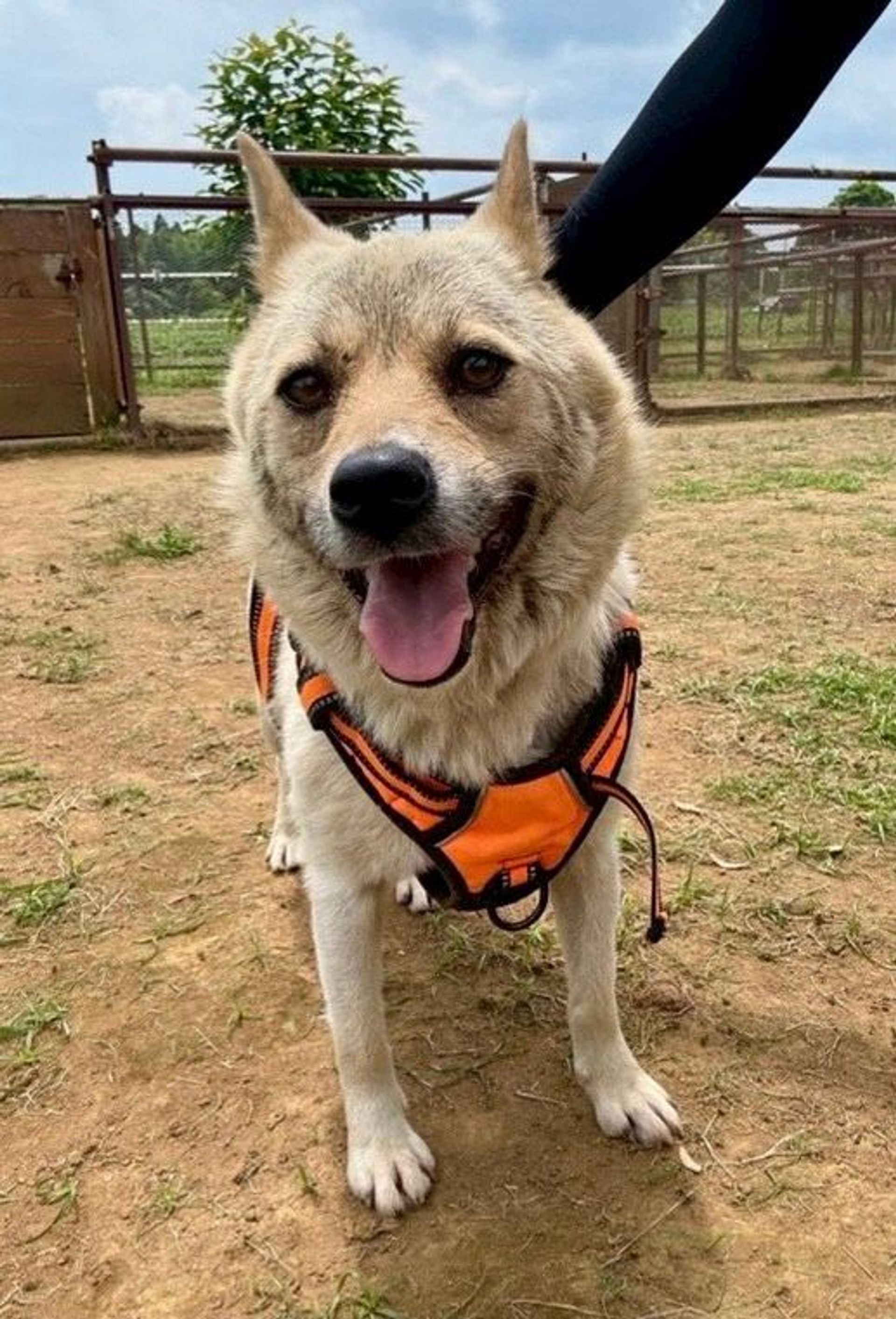 雑種（ミックス犬）・メスの里親募集の写真