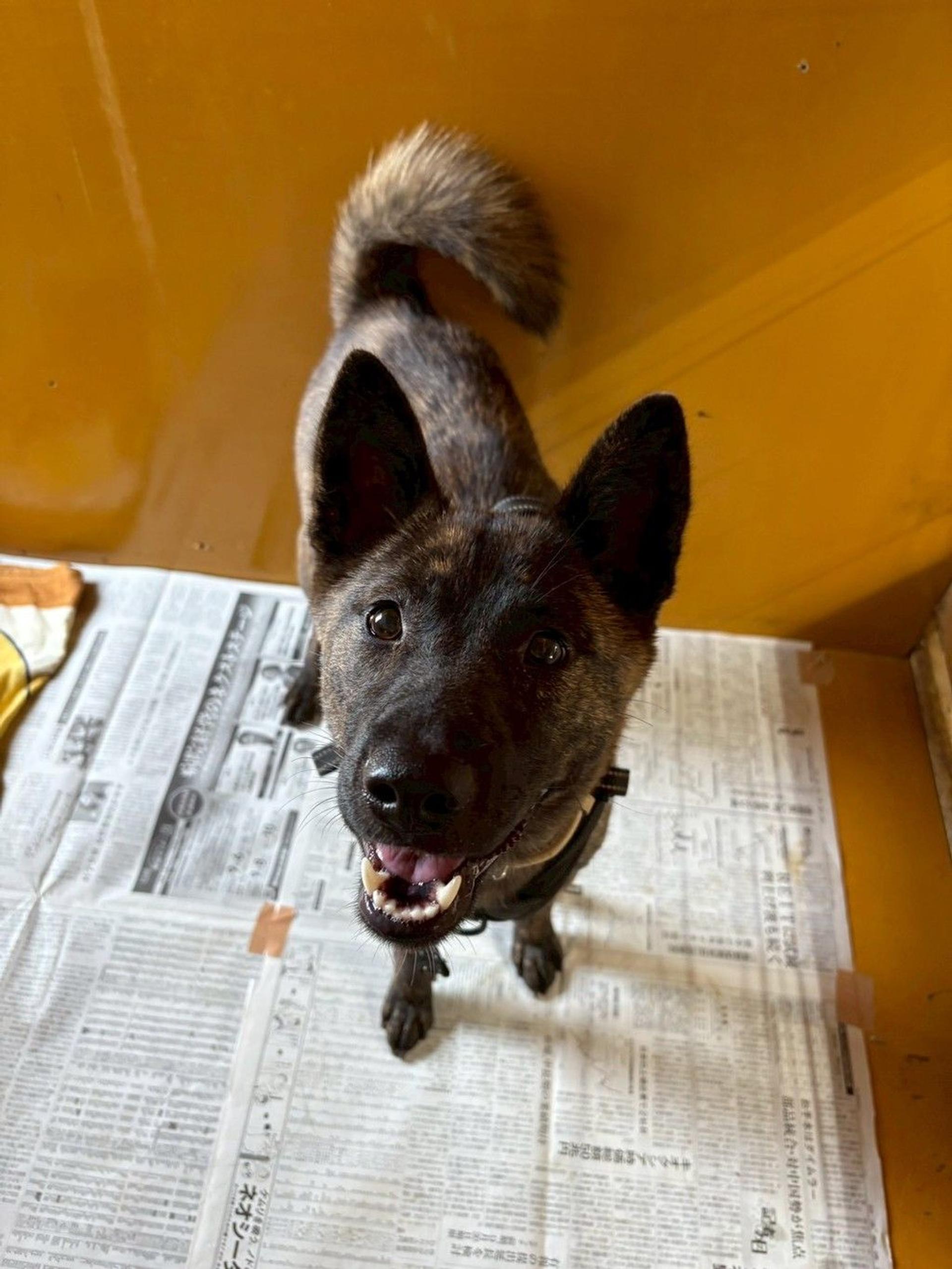 pet-image-2
