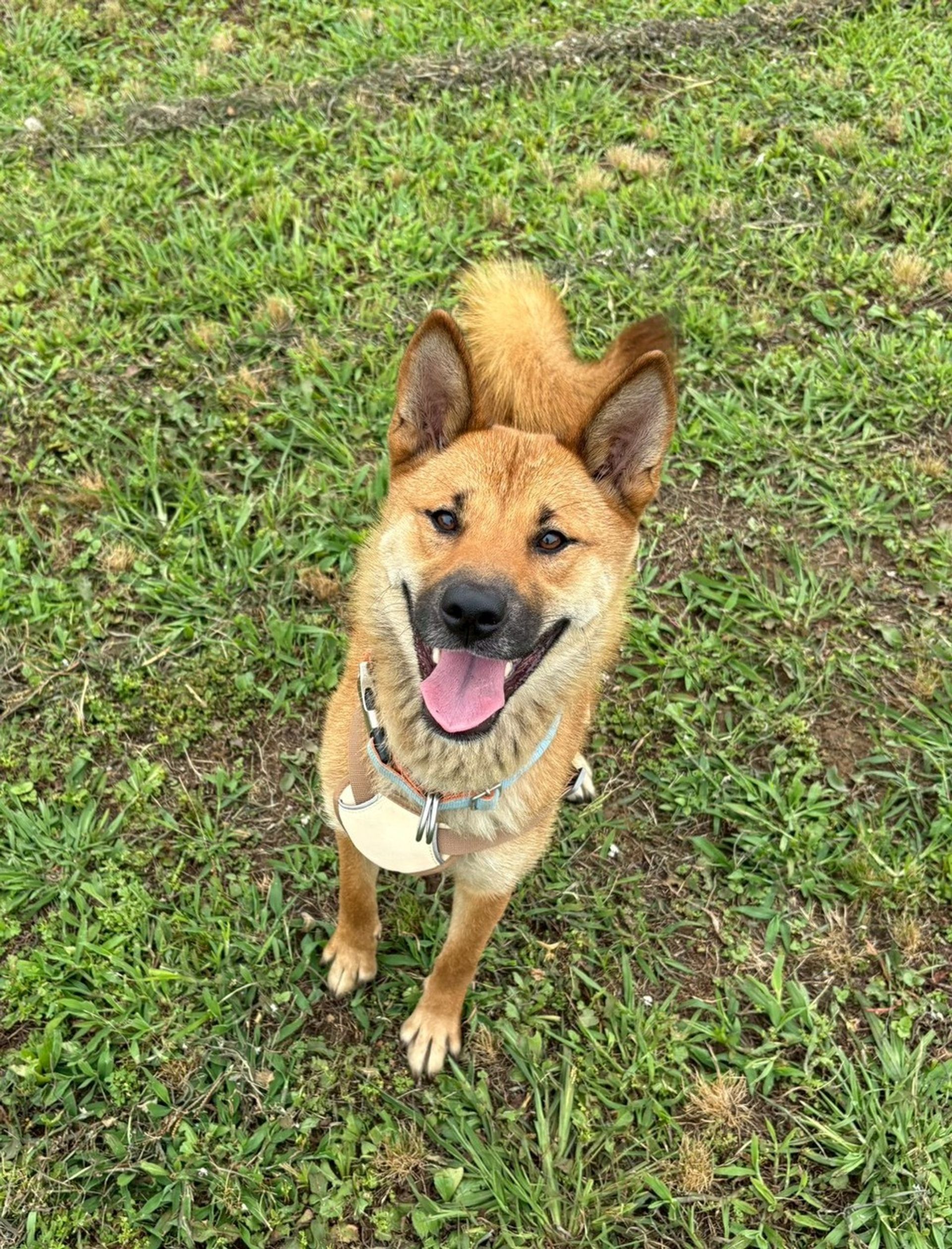 雑種（ミックス犬）・メスの里親募集の写真