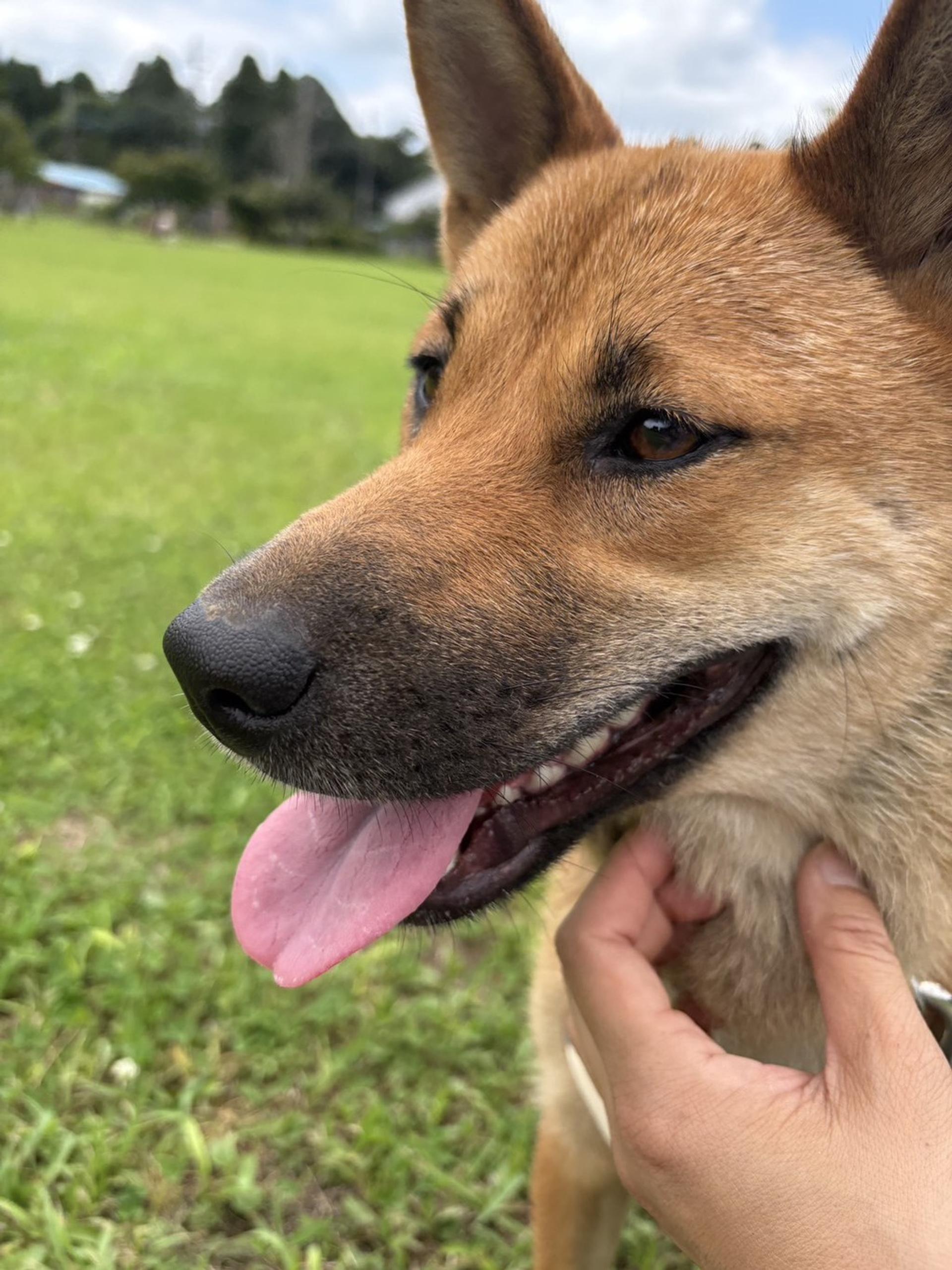 pet-image-2