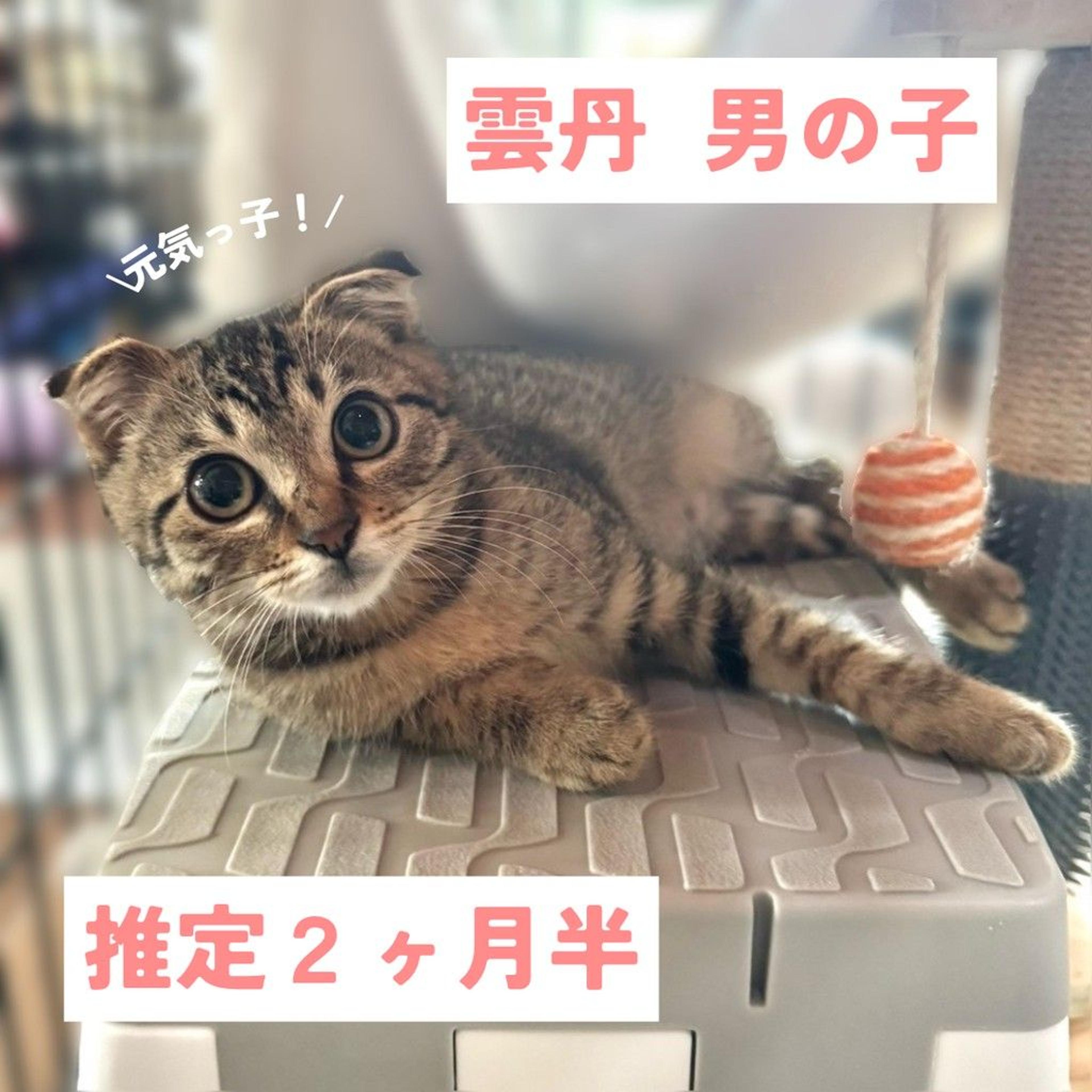 pet-image-2