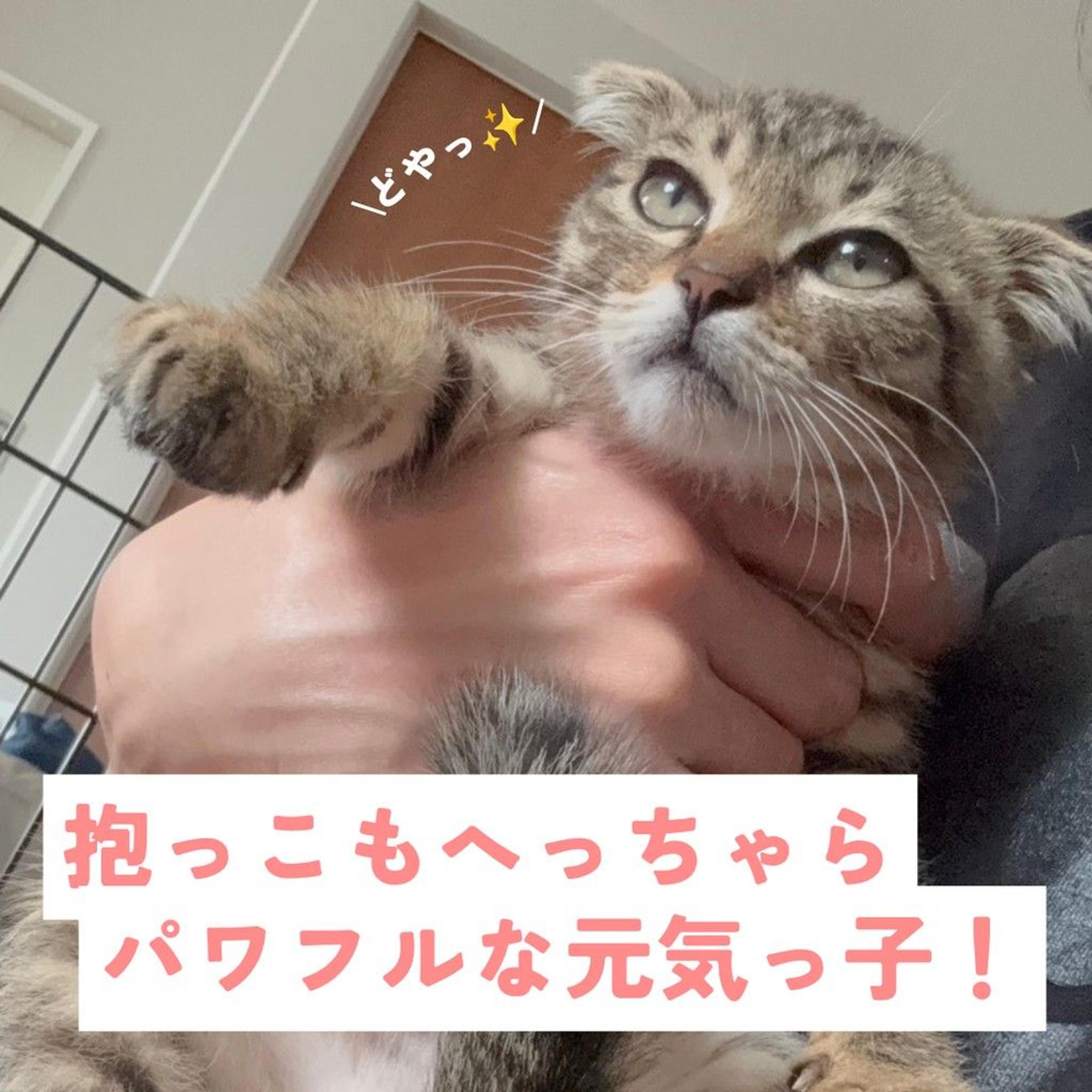 pet-image-4
