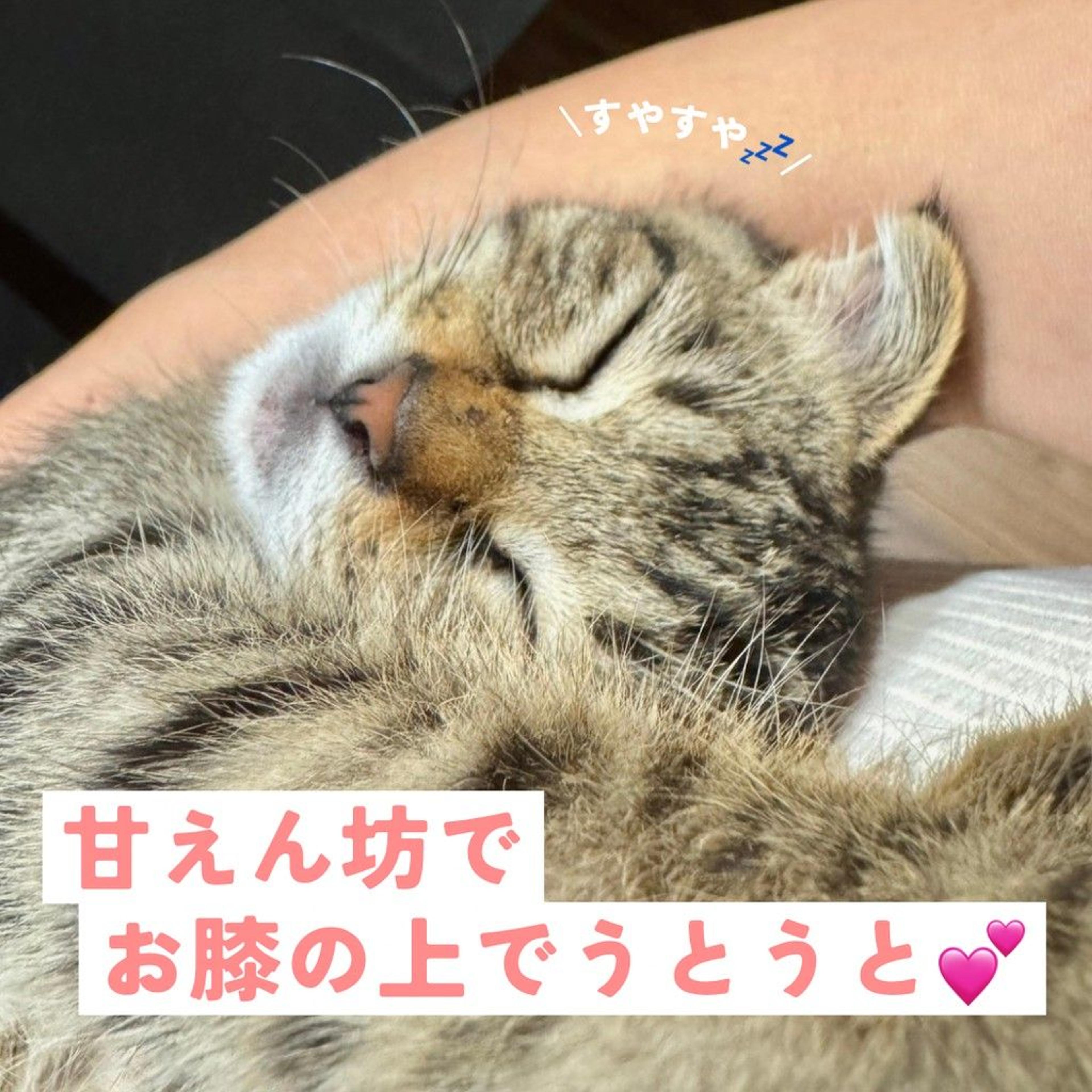 pet-image-6