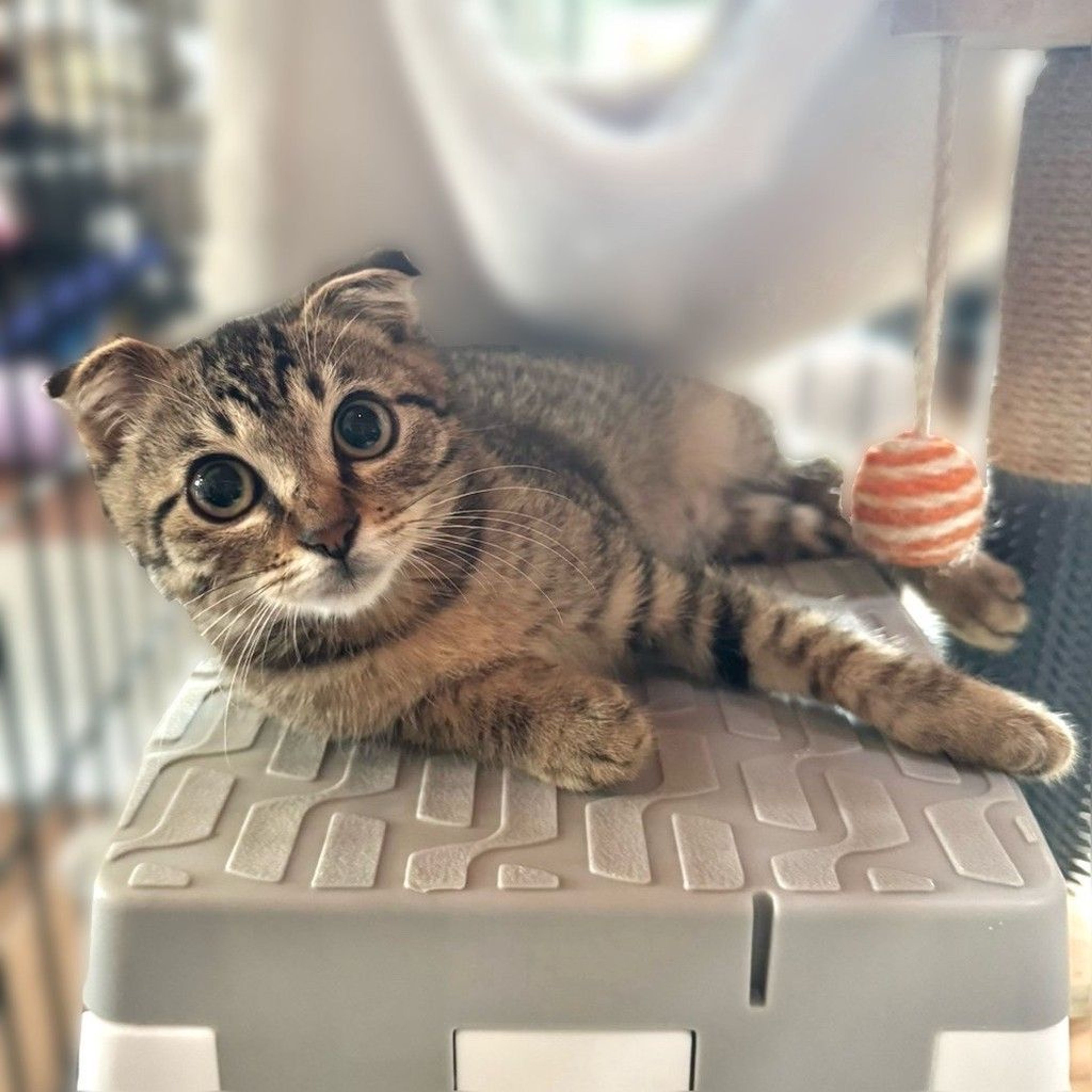 雑種（ミックス猫）・オスの里親募集の写真