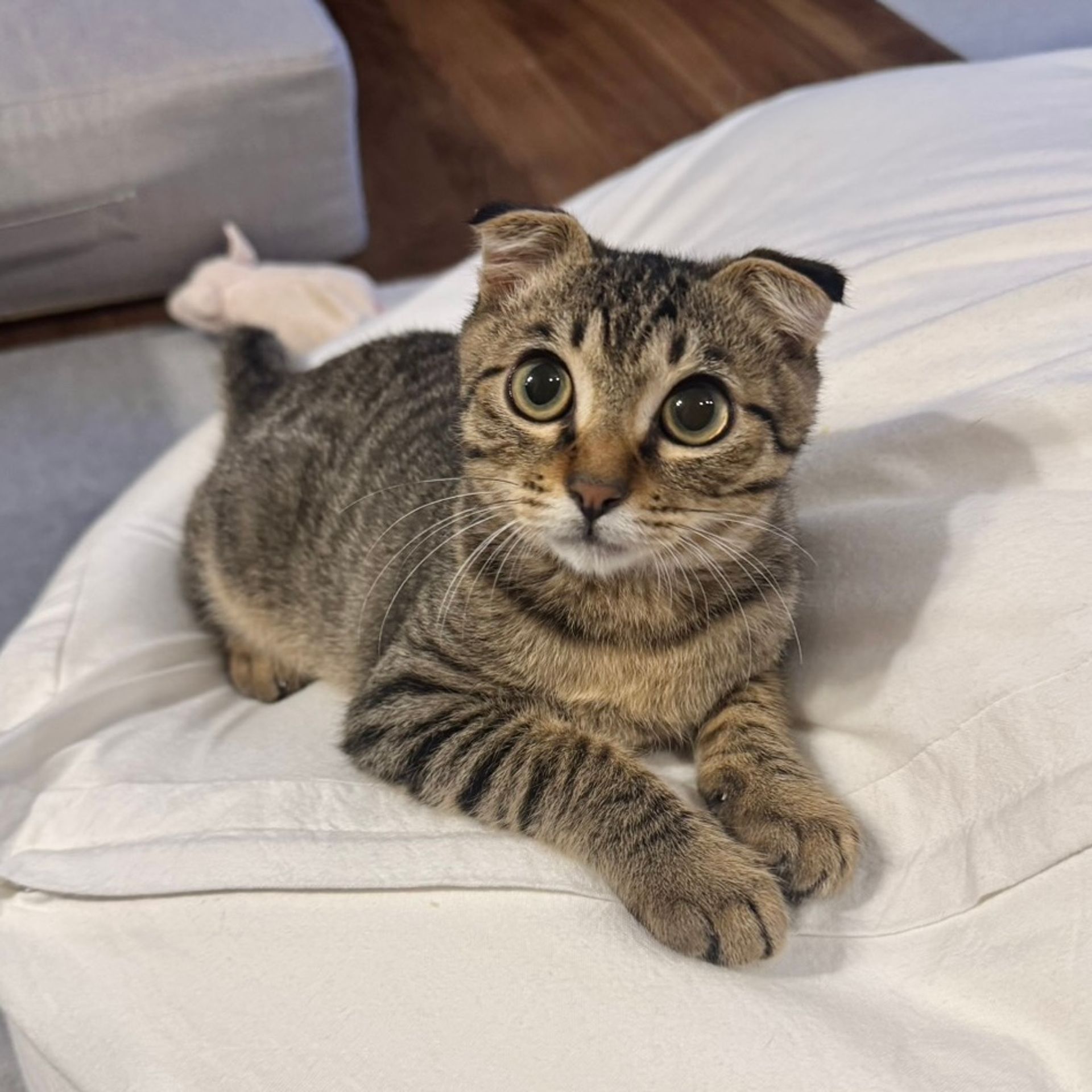 雑種（ミックス猫）・オスの里親募集の写真