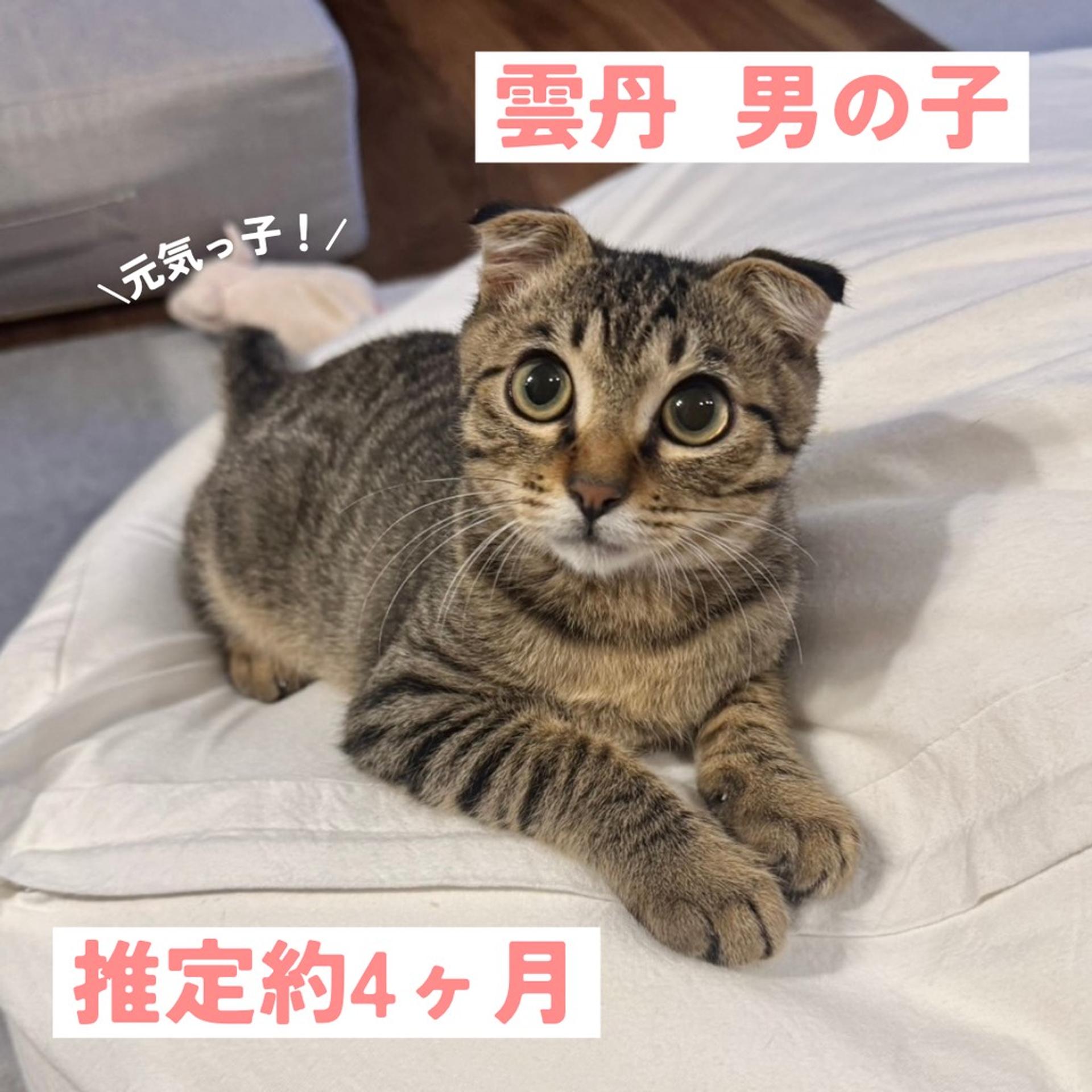 pet-image-2
