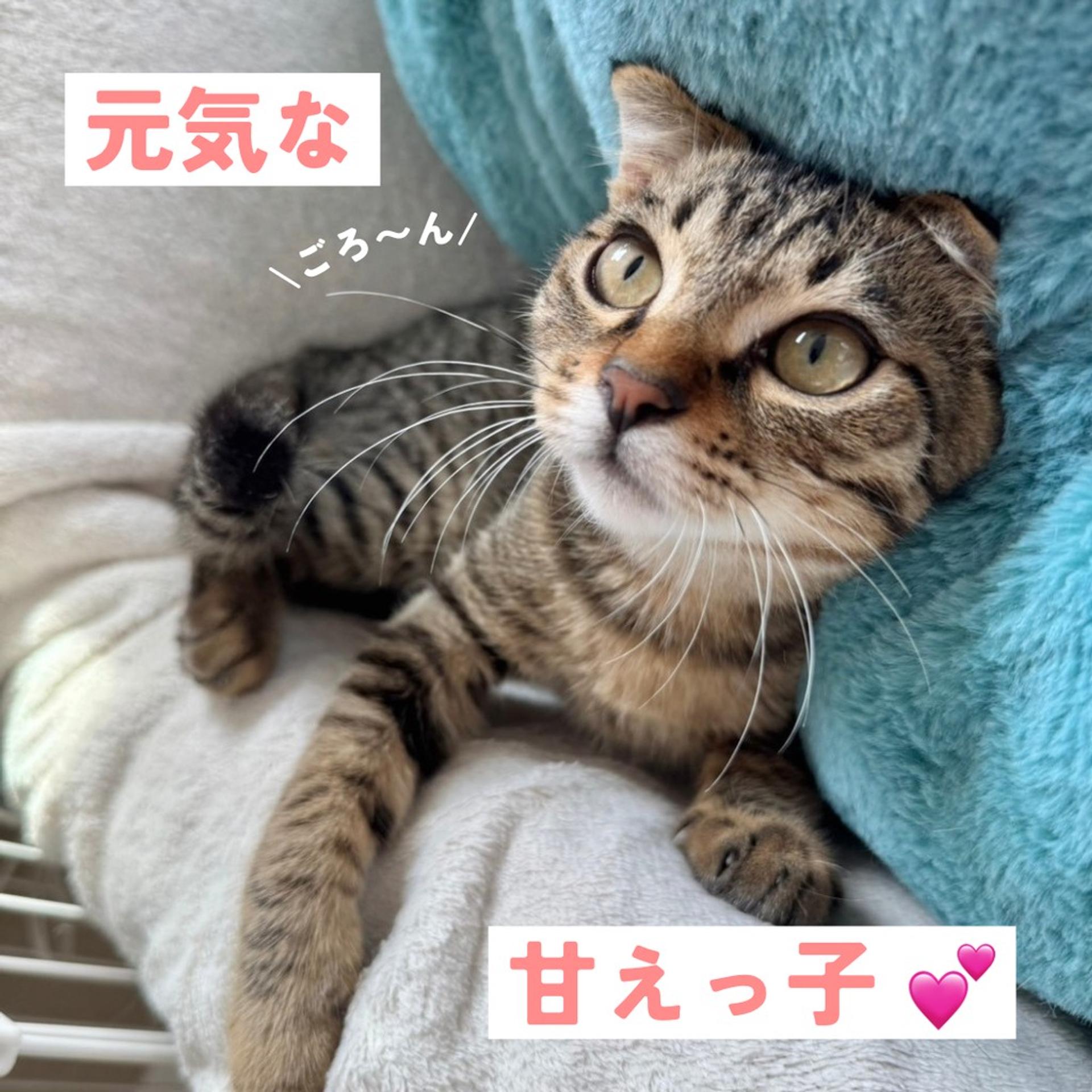 pet-image-3
