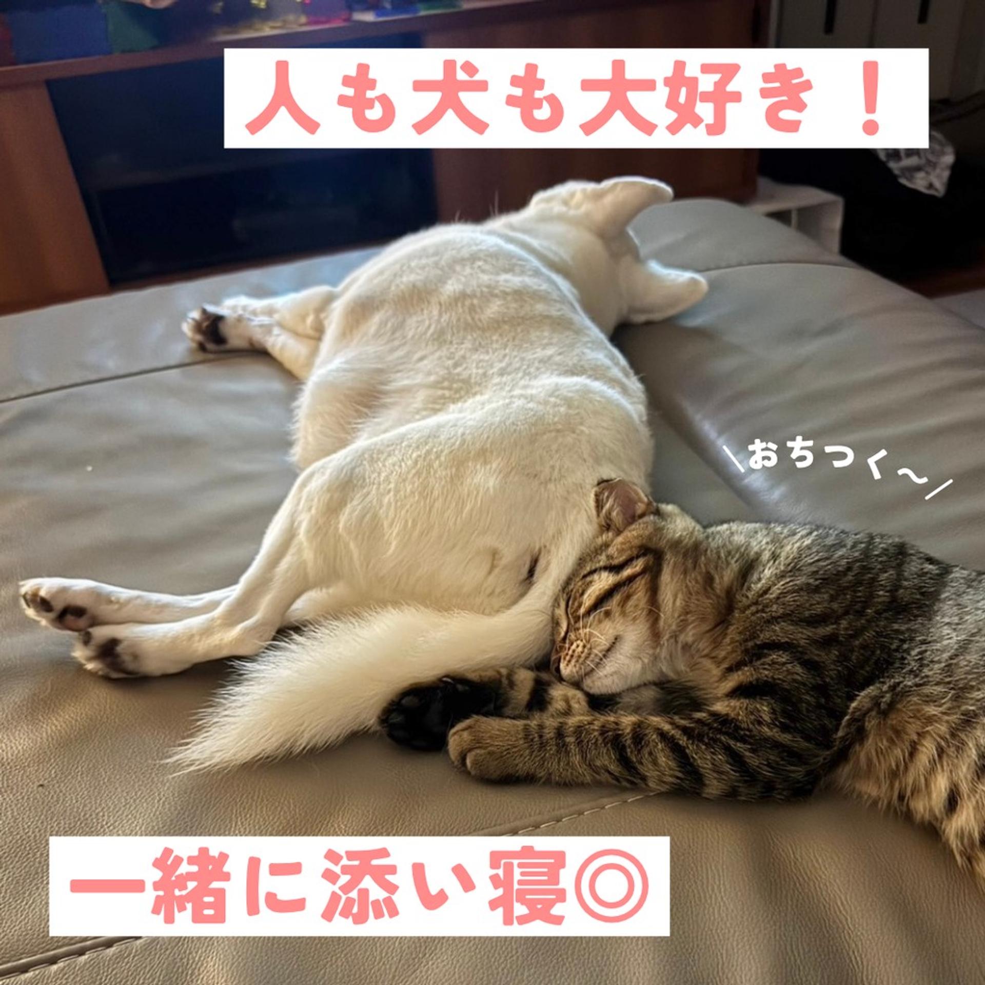 pet-image-5