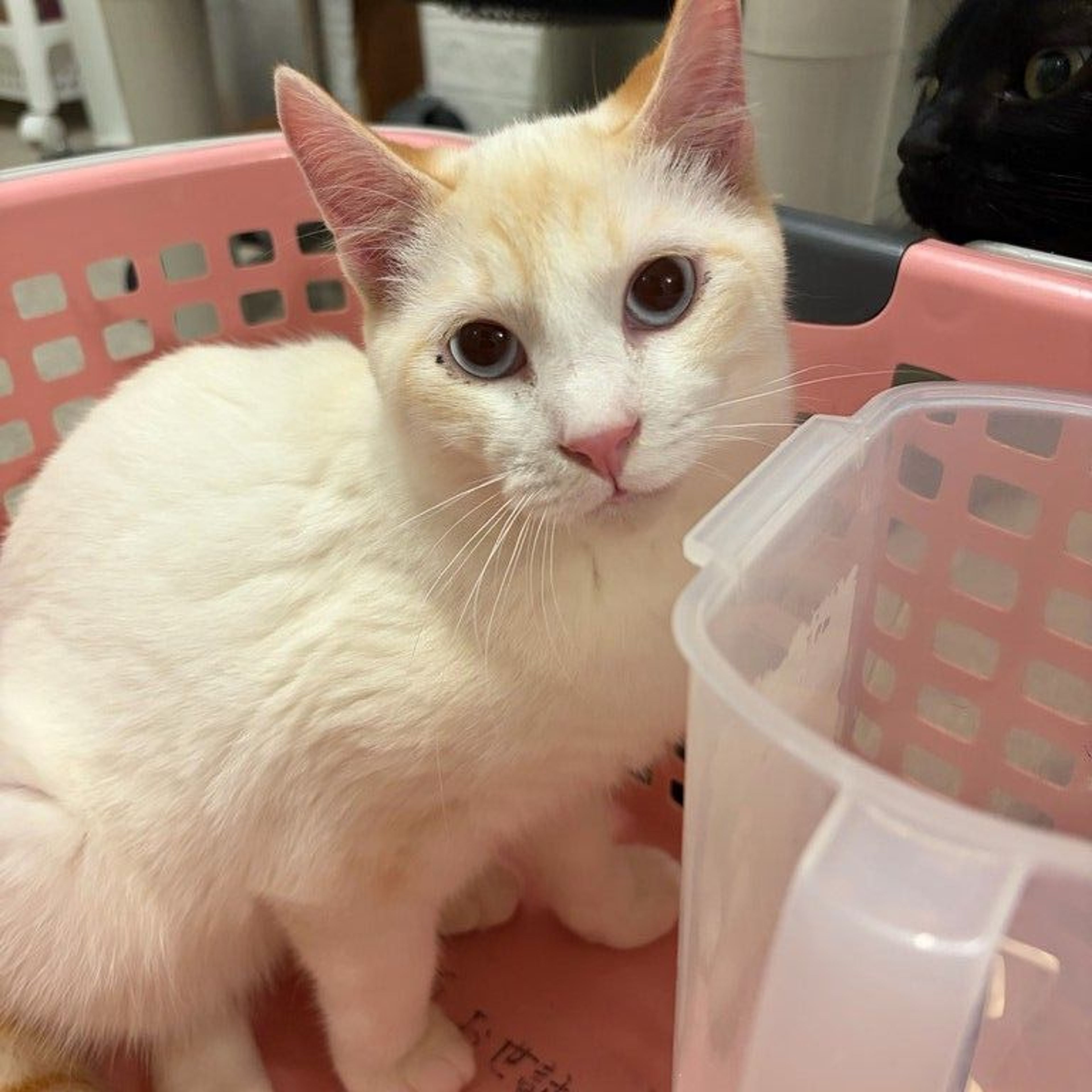 雑種（ミックス猫）・オスの里親募集の写真