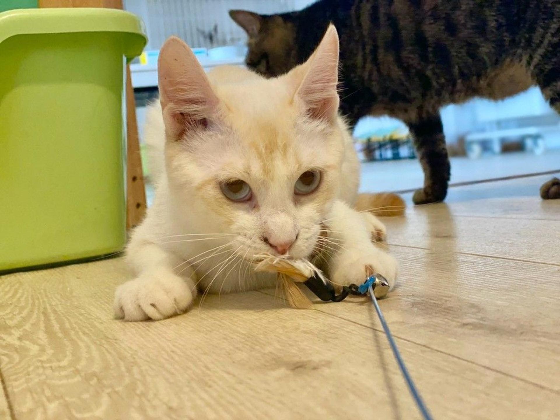 pet-image-2