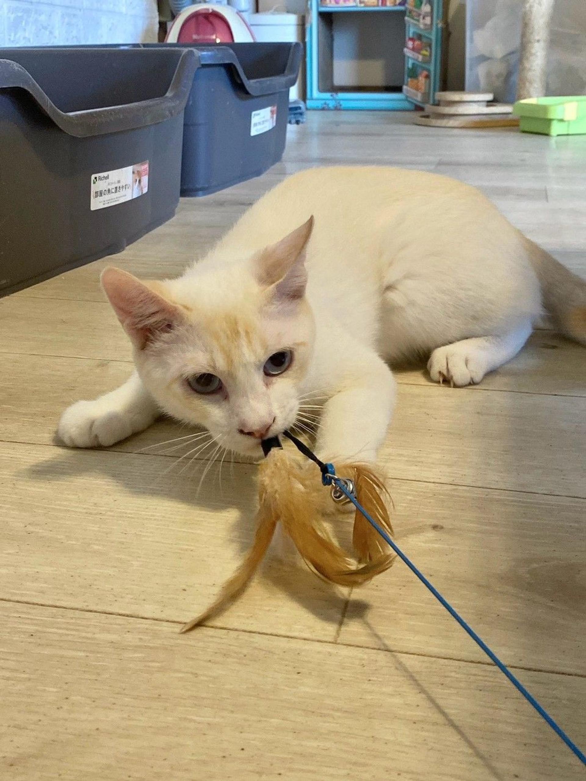 pet-image-4