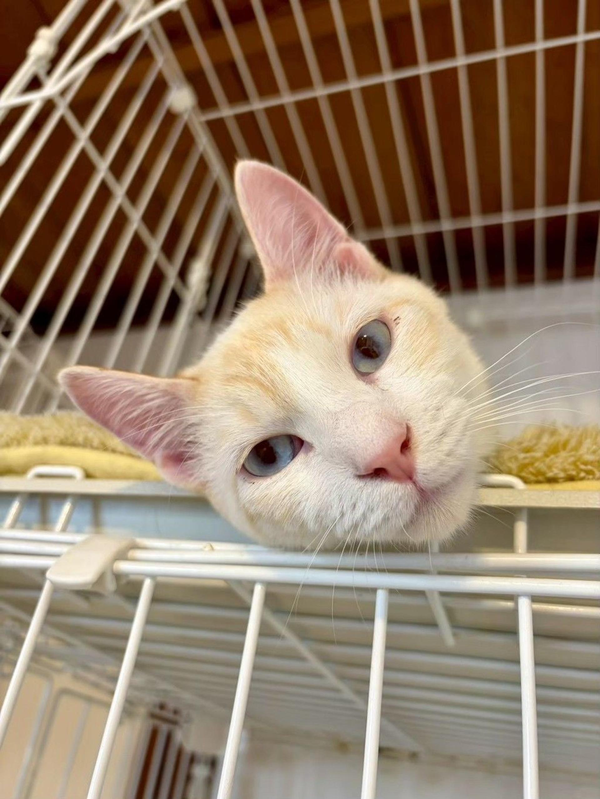 pet-image-5