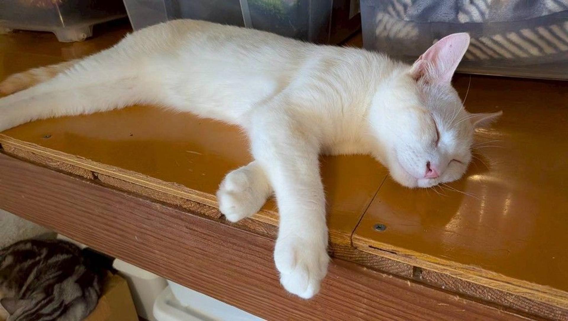 pet-image-6