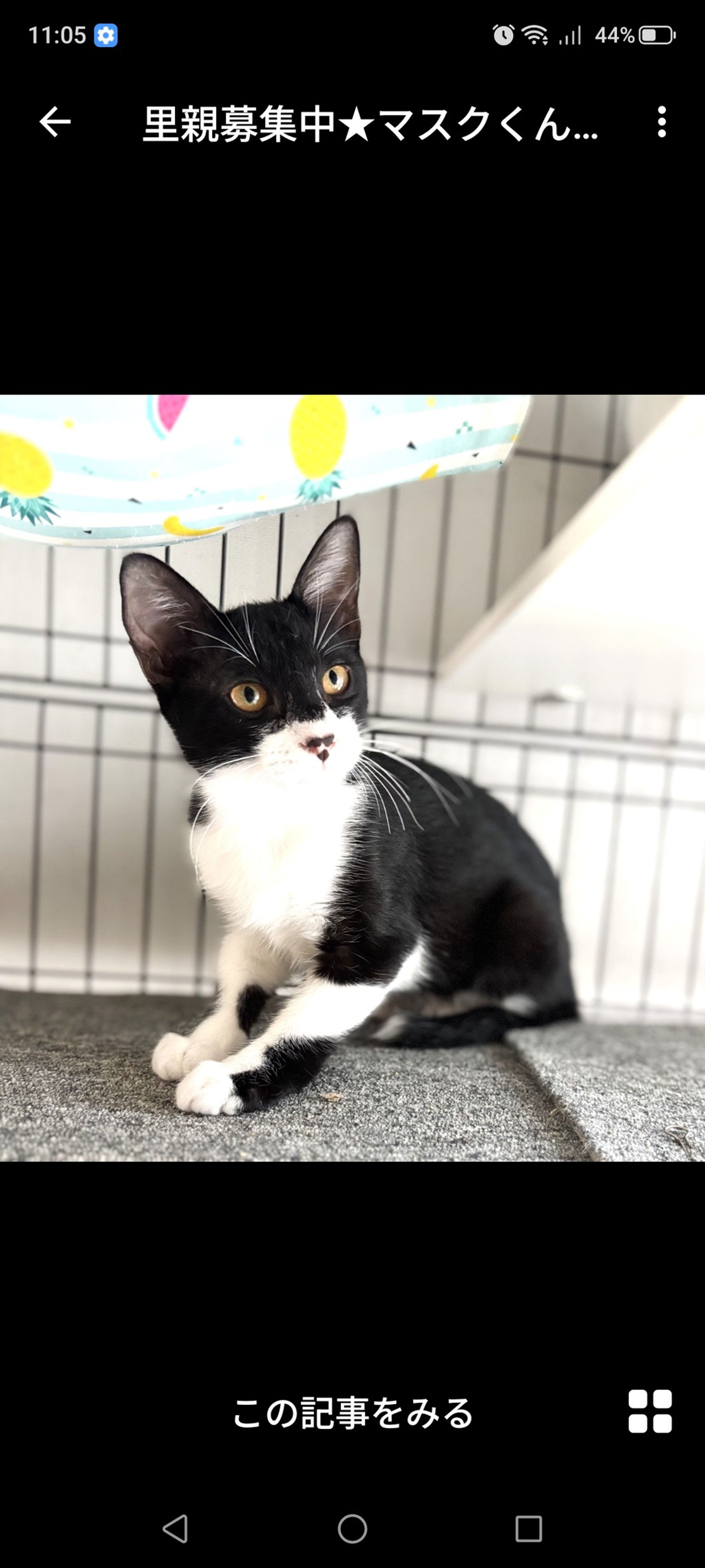 雑種（ミックス猫）・オスの里親募集の写真