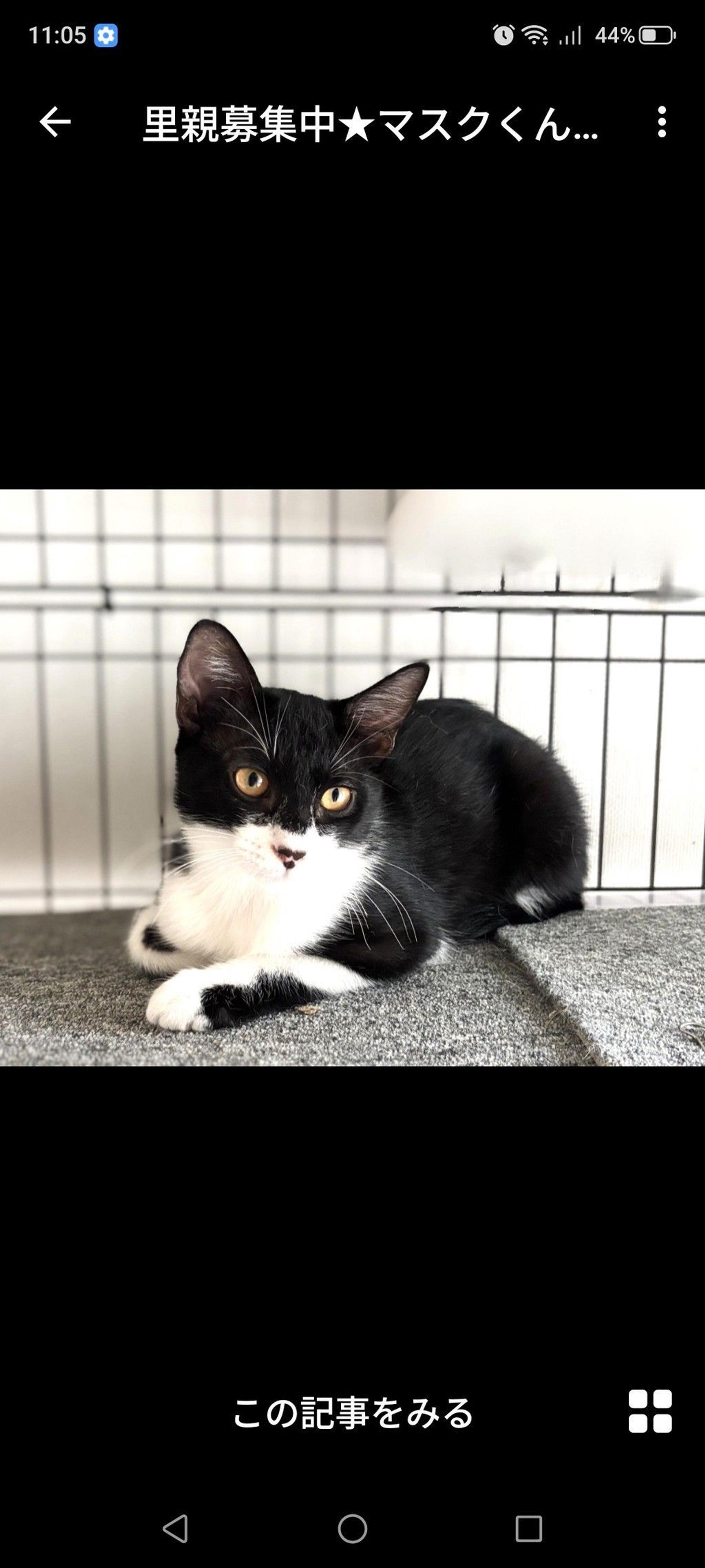pet-image-2