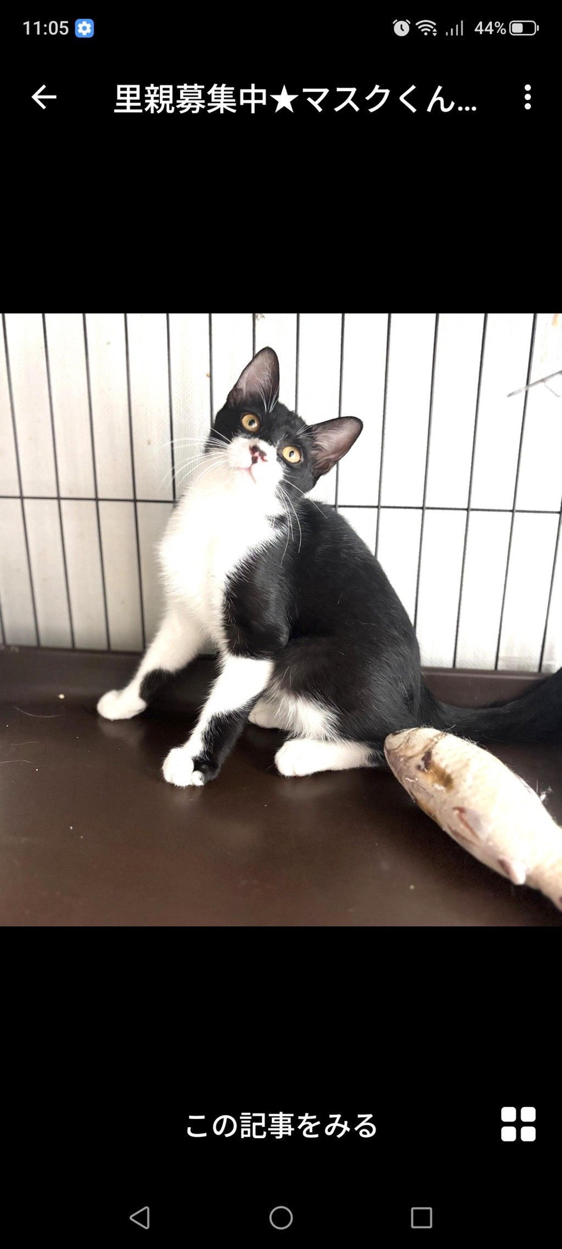 pet-image-3