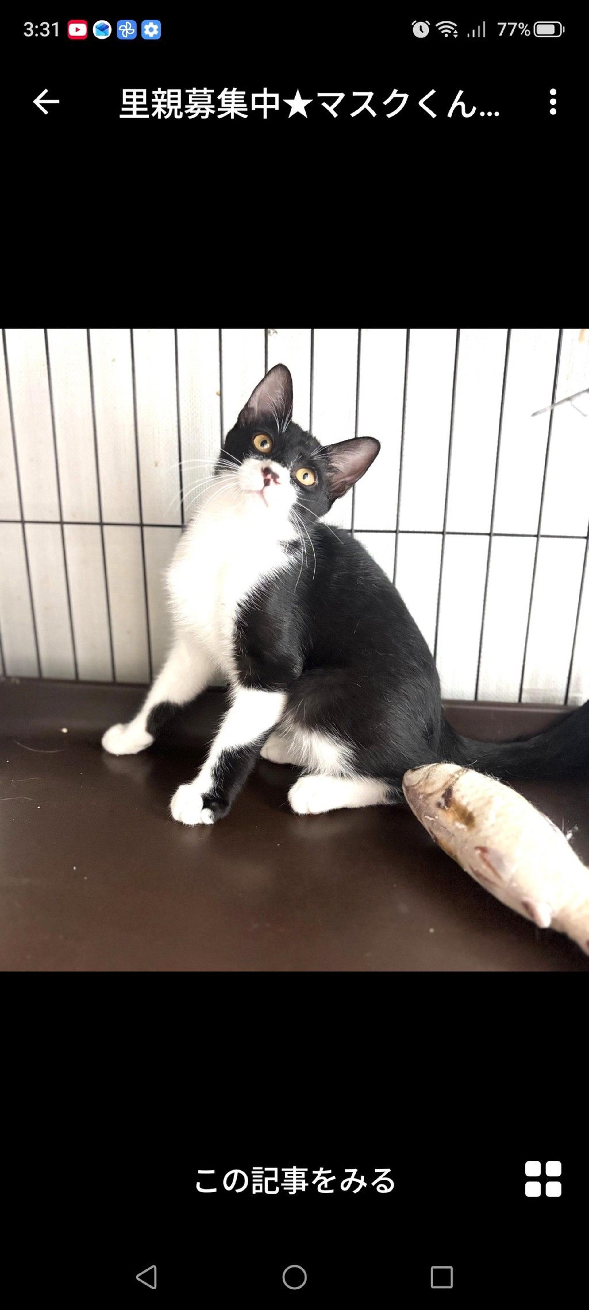 pet-image-3
